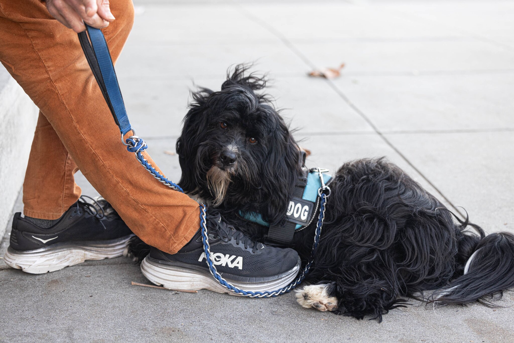 A small black dog lies on a sidewalk at the foot of its owner, who is wearing black sneakers and orange pants.
