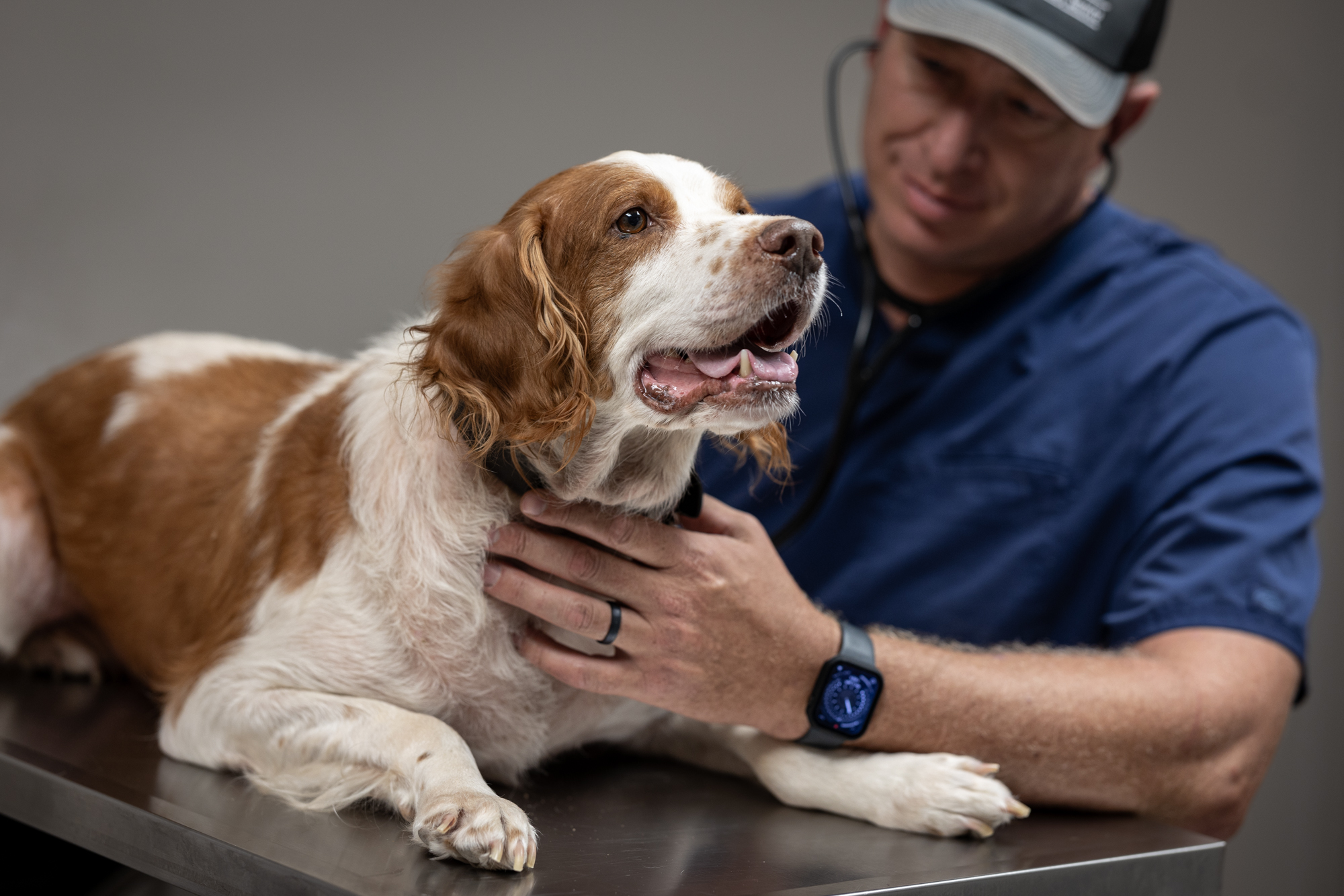 A Brittany dog laying on a table gets evaluated by a doctor wearing a stethoscope and blue scrubs.
