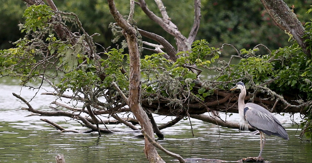 Here Are the New Naming Options for a Golden Gate Park Lake