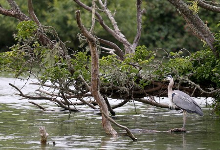 A Great Blue Heron perches on a branch on Stow Lake inside Golden Gate Park in San Francisco, Calif., on Tuesday, June 6, 2017.