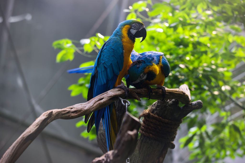 Two blue and yellow macaws sit on a wood branch. 