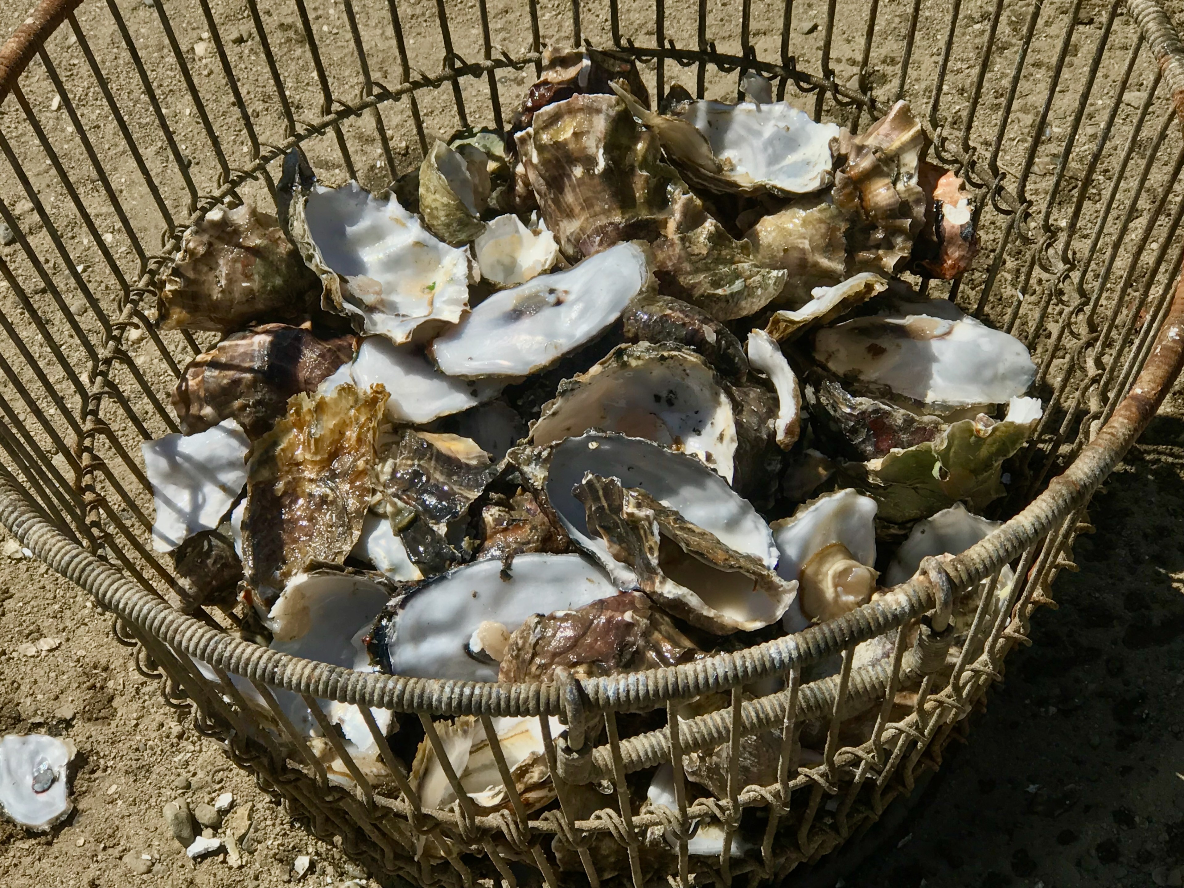 A basket filled with oyster shells. 