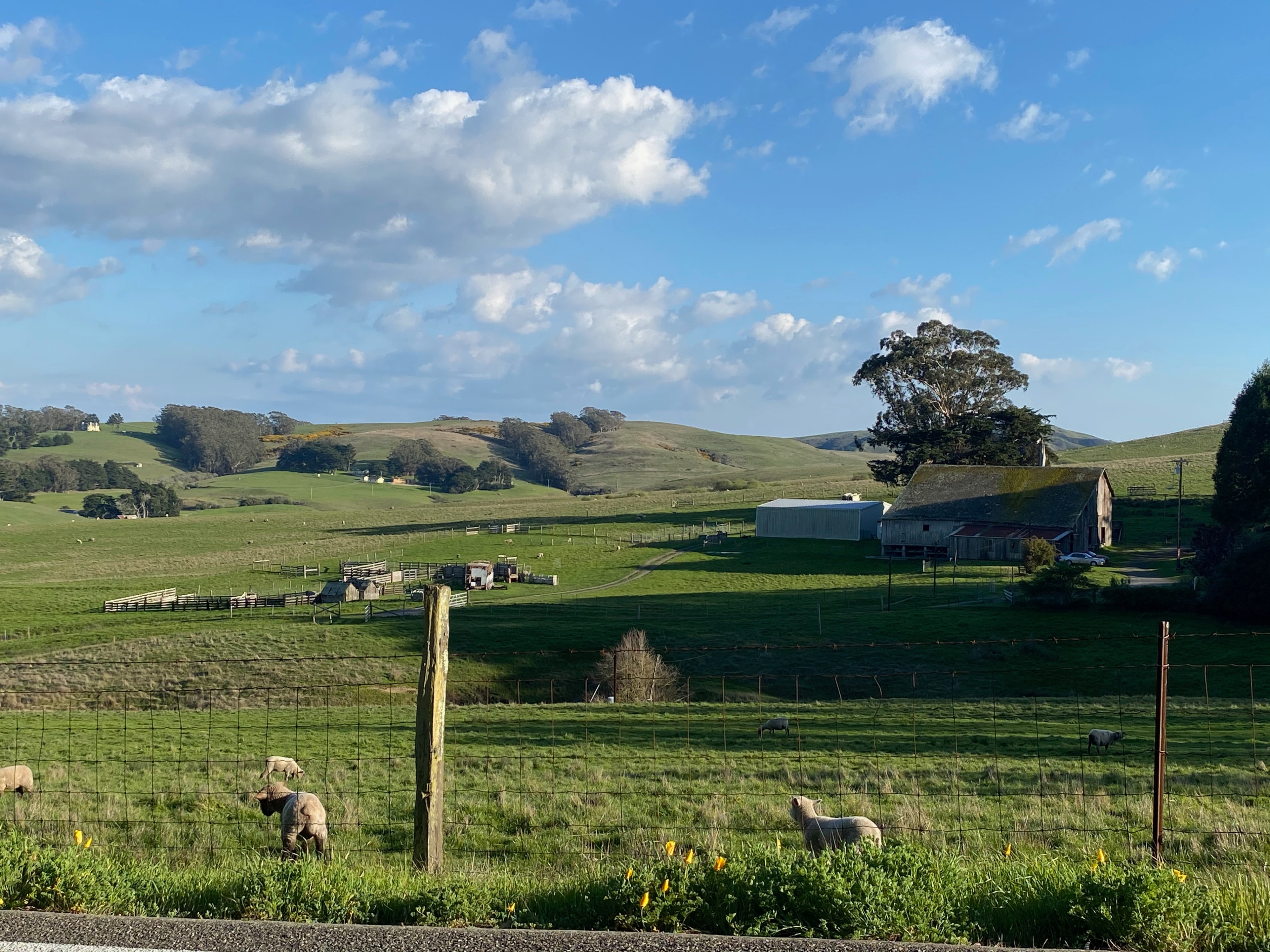 Sheep graze in a field under a blue sky.