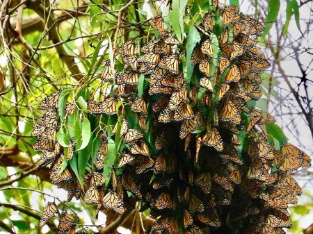 A bunch of monarch butterflies gather in a tree.