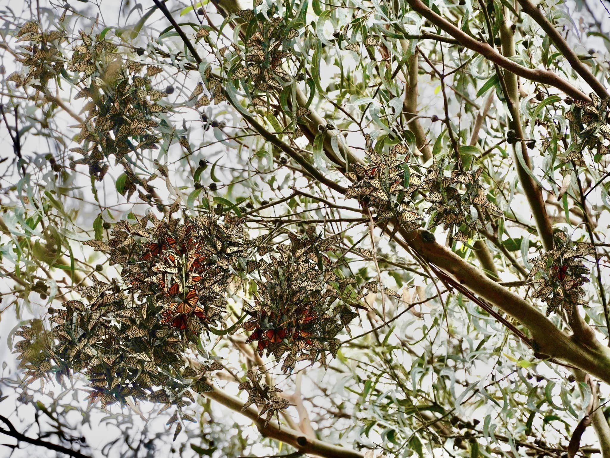 Clumps of monarch butterflies gather in a tree.