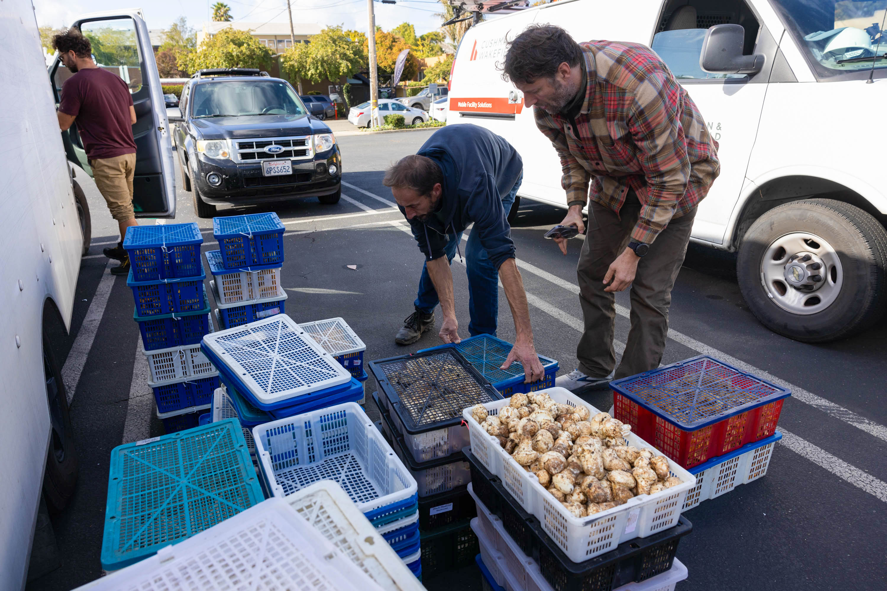 Two men sort through bins of mushrooms in the parking lot