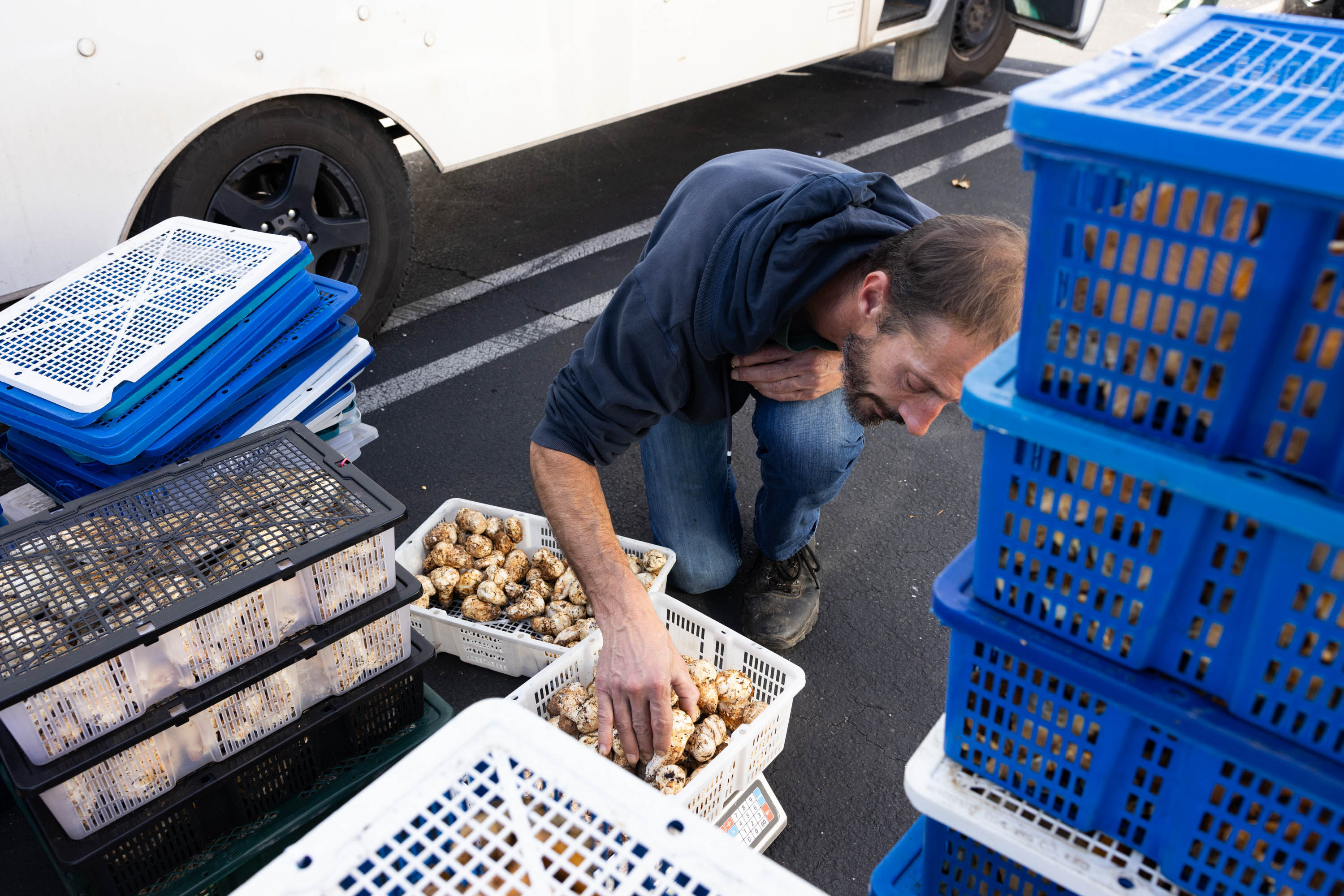 A man sorts through a bin of mushrooms while surrounded by other bins of mushrooms.