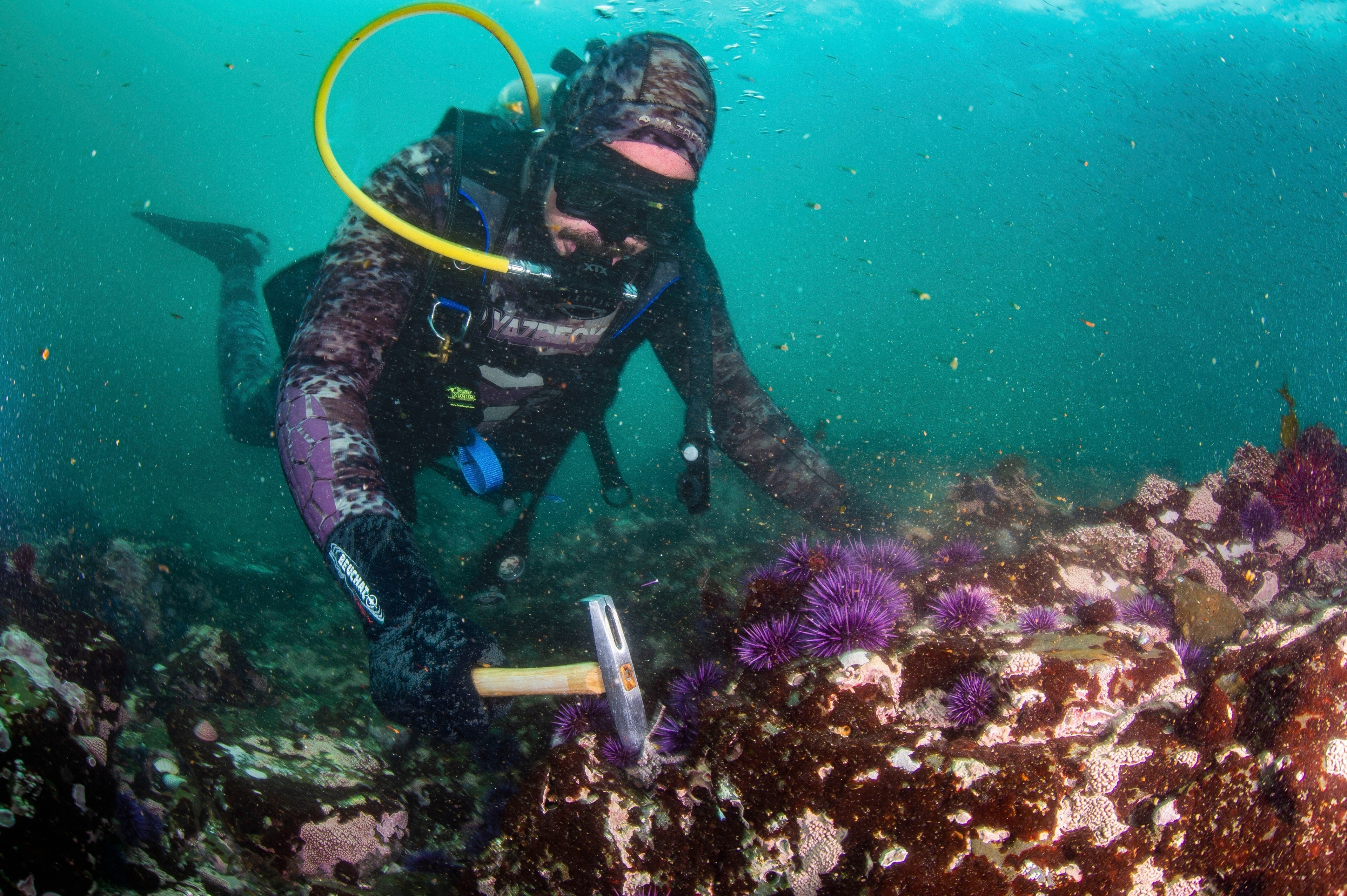 A person crushes sea urchins