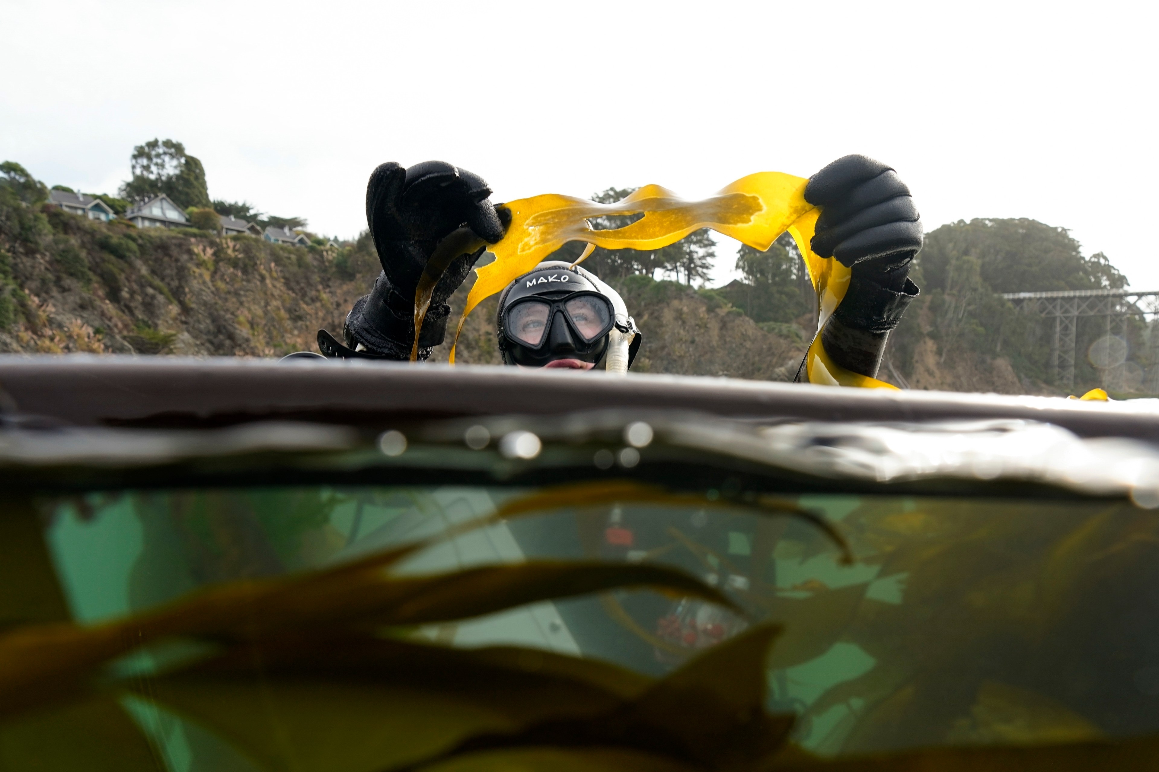 A diver holds kelp