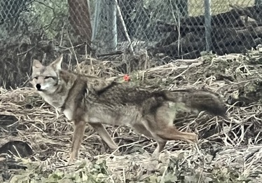 A picture of a coyote that was seen near Martin Luther King Jr. Drive in Golden Gate Park.