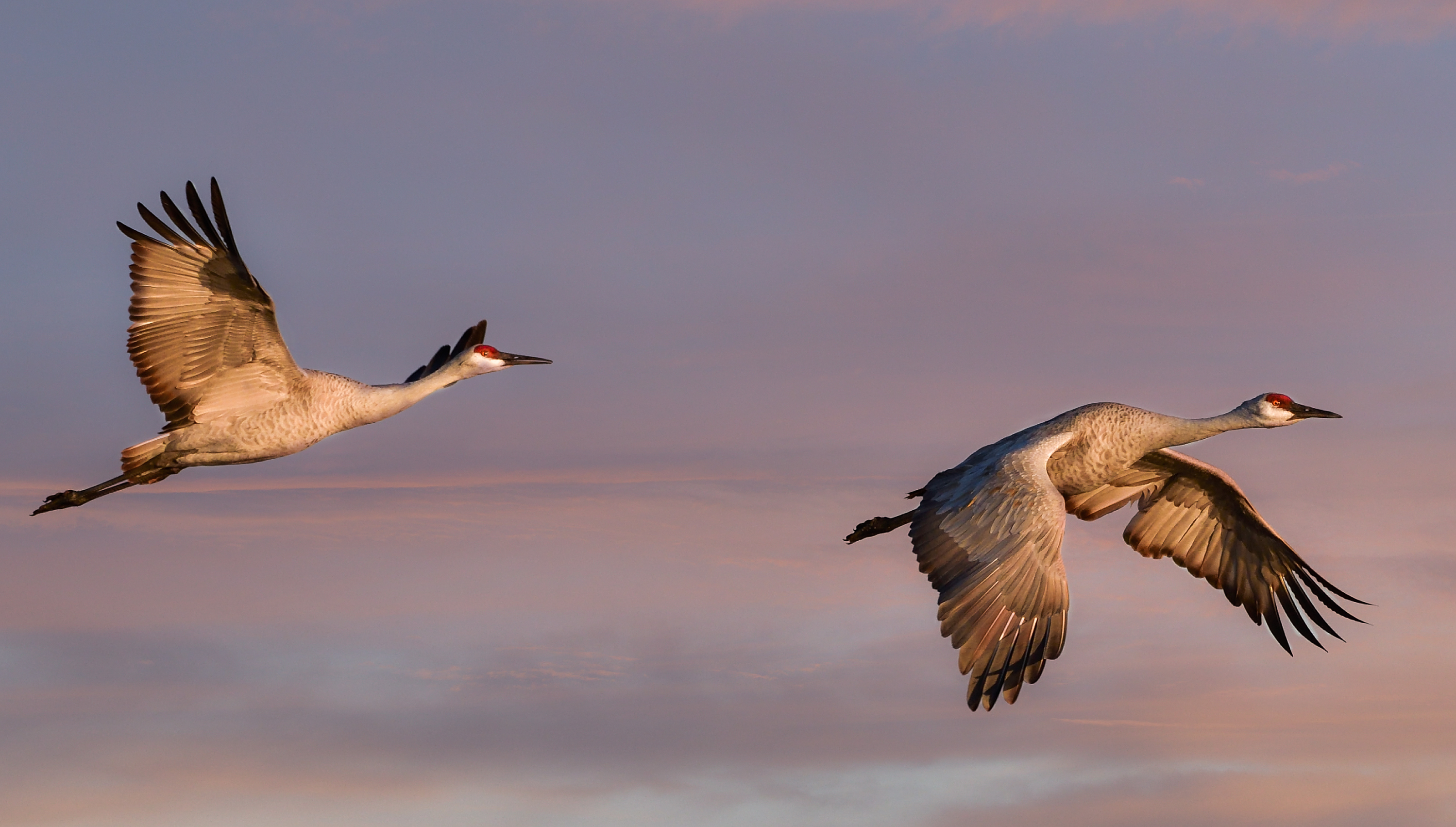 Two Sandhill Cranes fly in the sky at dusk