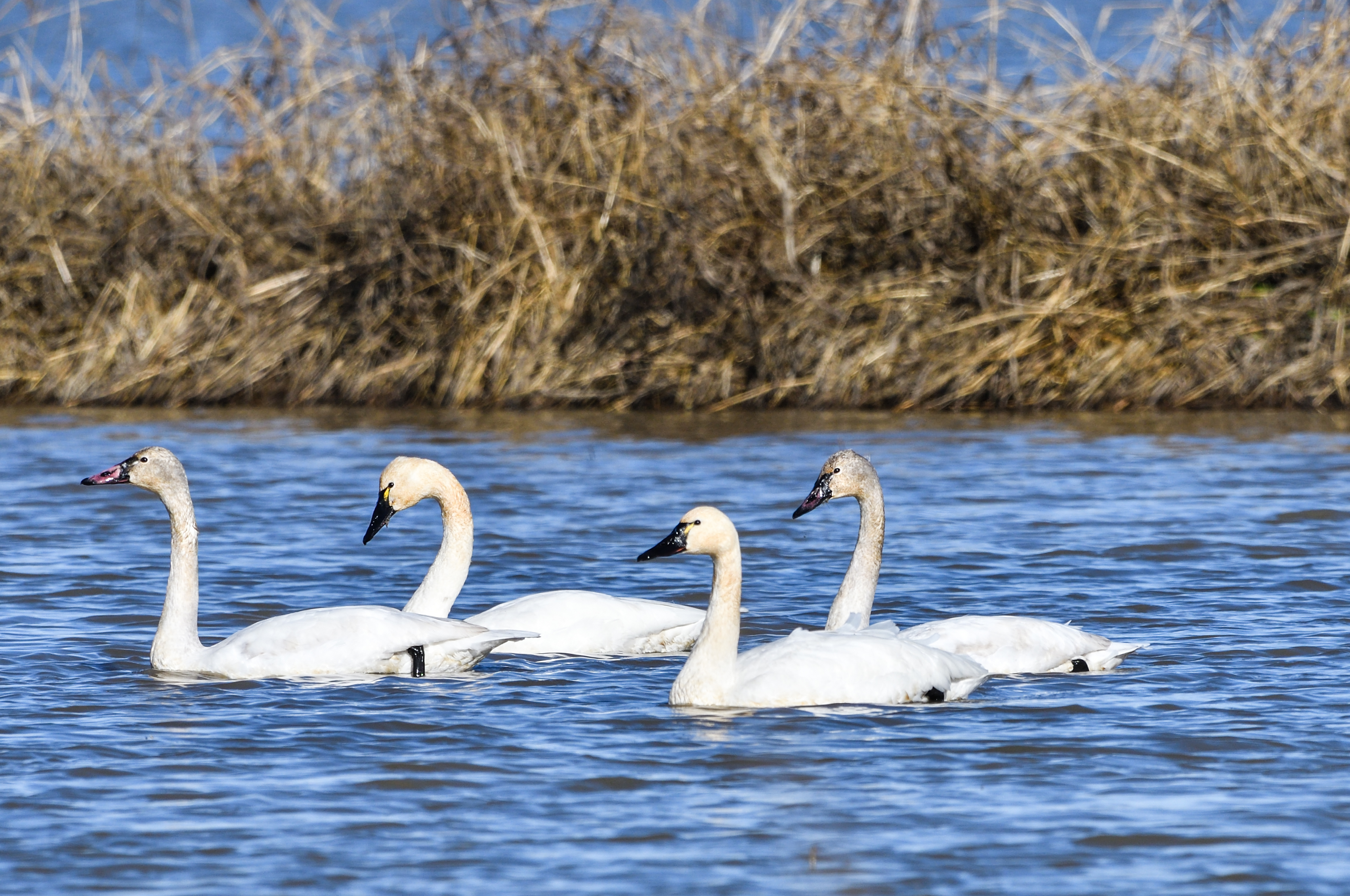 Four Tundra Swans in the flooded rice field