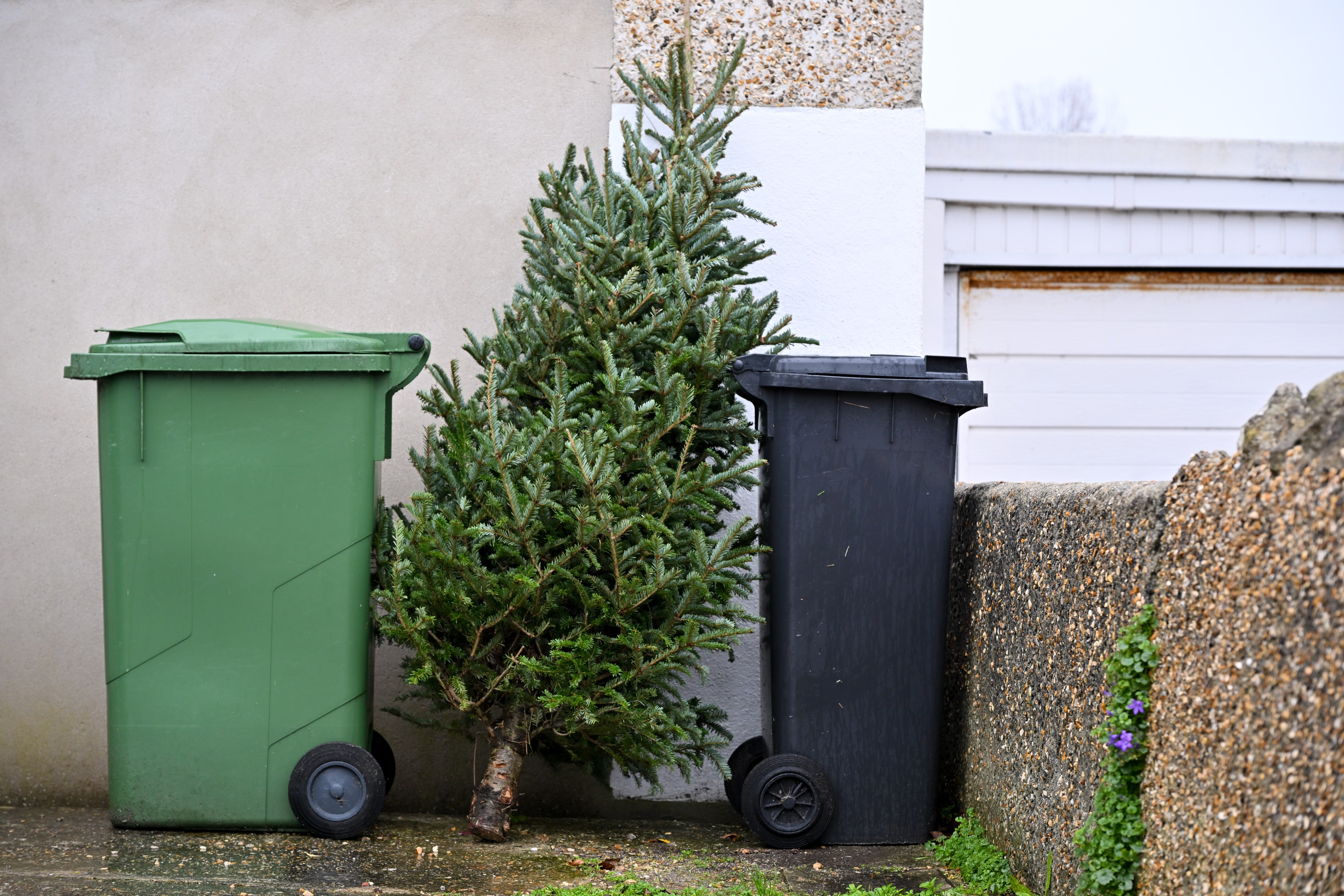 A used Christmas tree is seen by rubbish and recycling bins