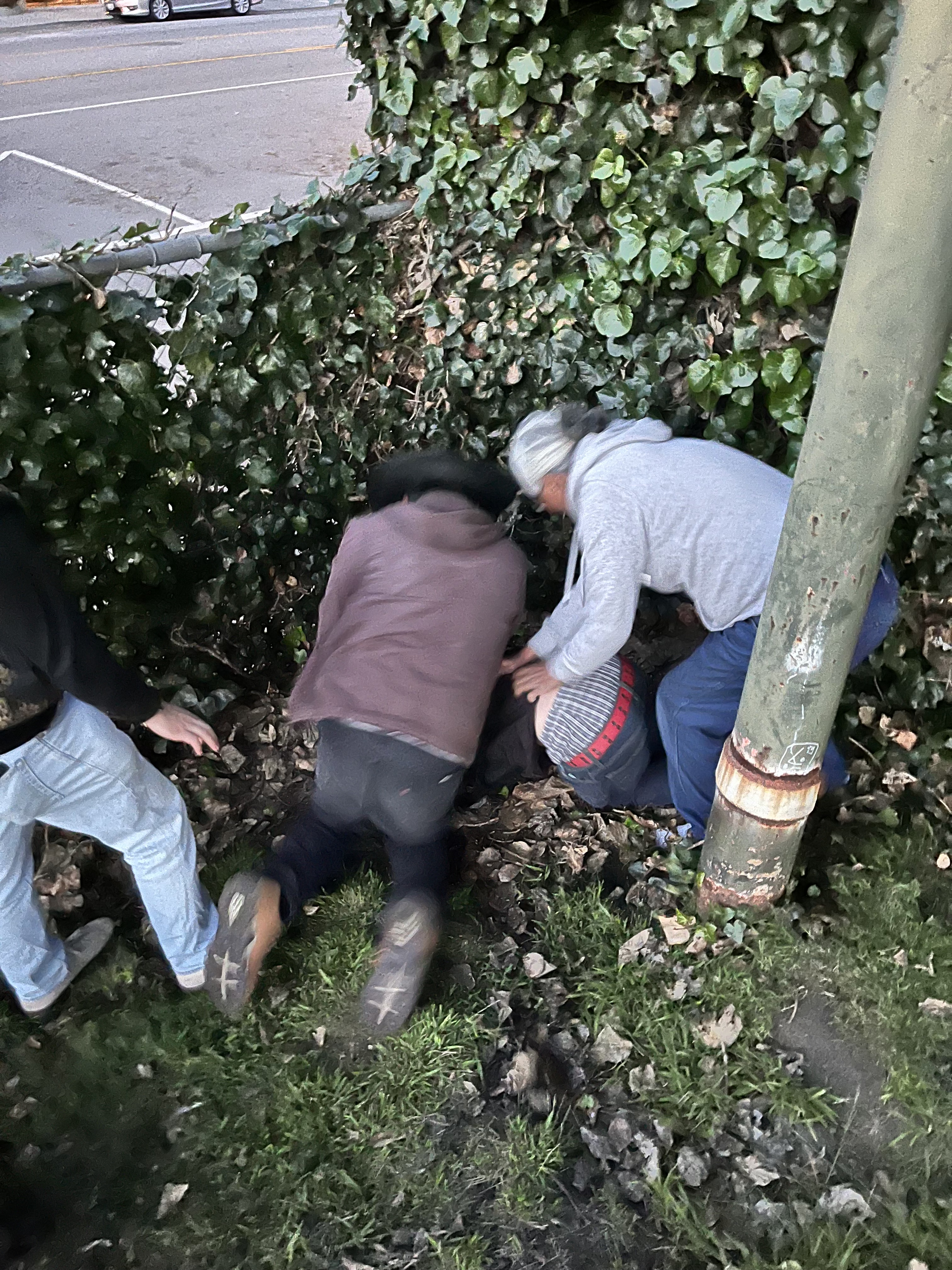 Three people hold down a fourth person on the ground by a power pole near a chain link fence overgrown with hedges just steps from a street.