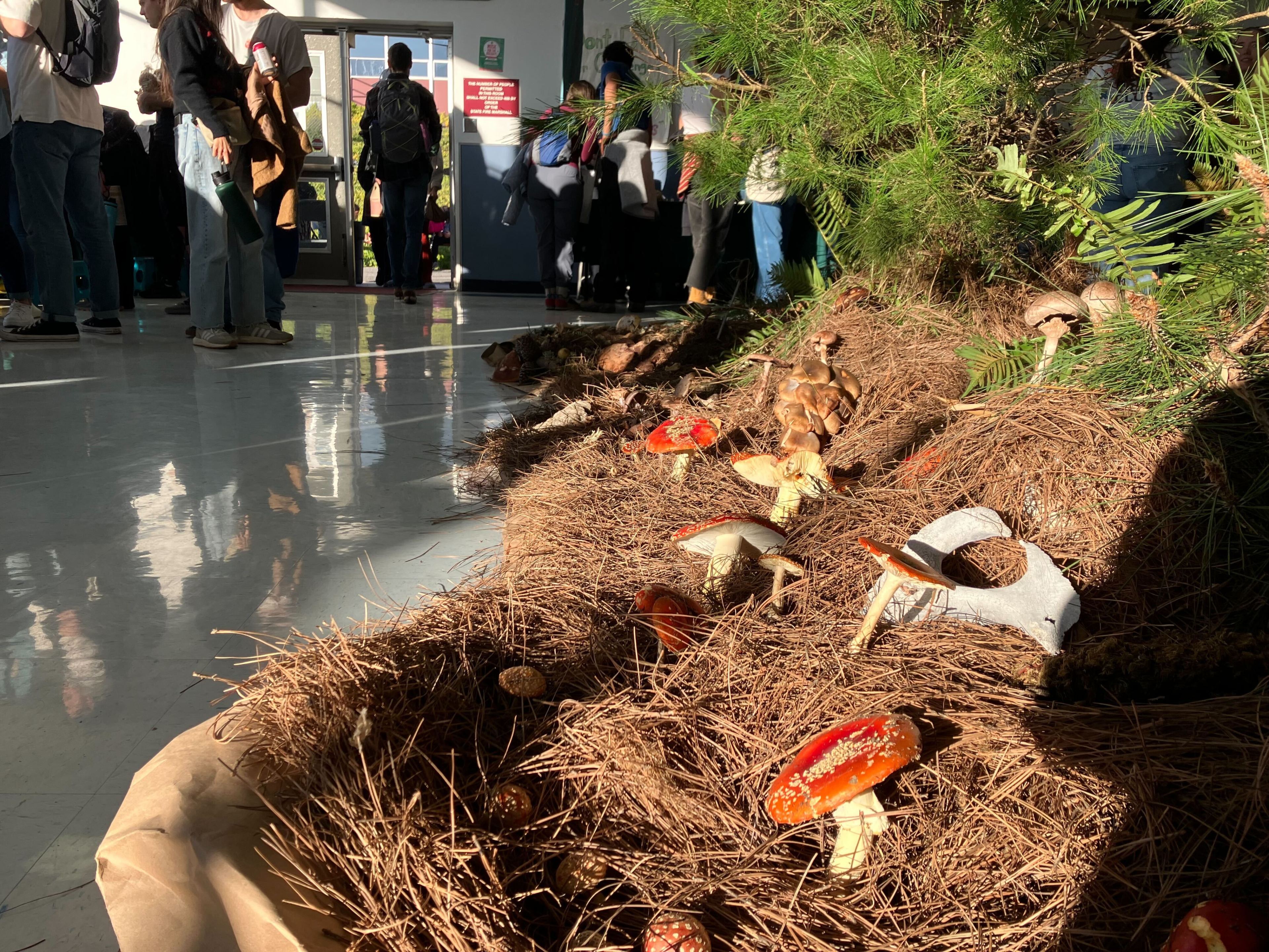 Mushrooms protrude out of a mushroom exhibit at the 51st annual Fungus Fair at El Camino High School in South San Francisco on Dec. 16, 2023.