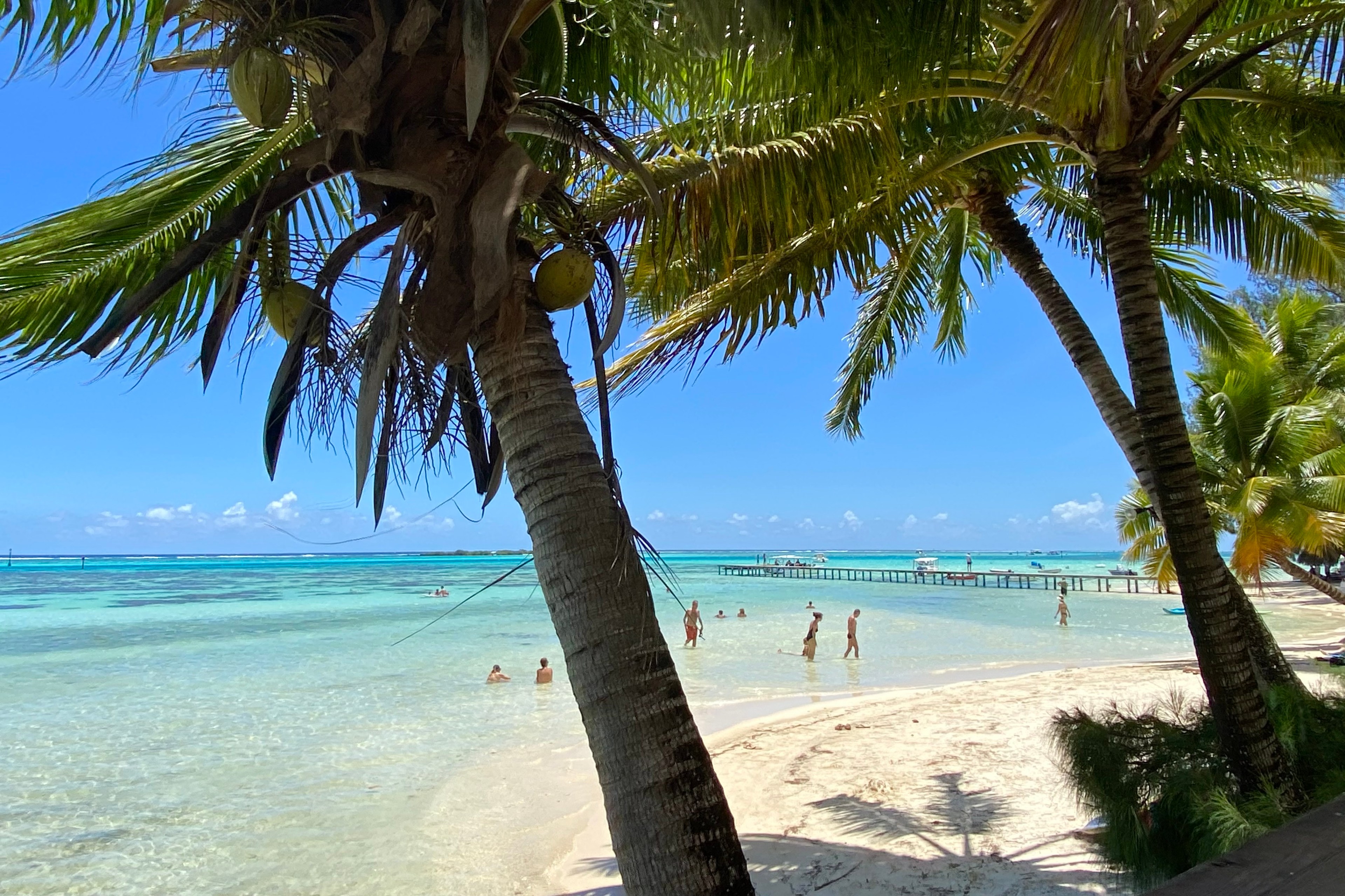 Two palm trees overlook a clear tropical beach.