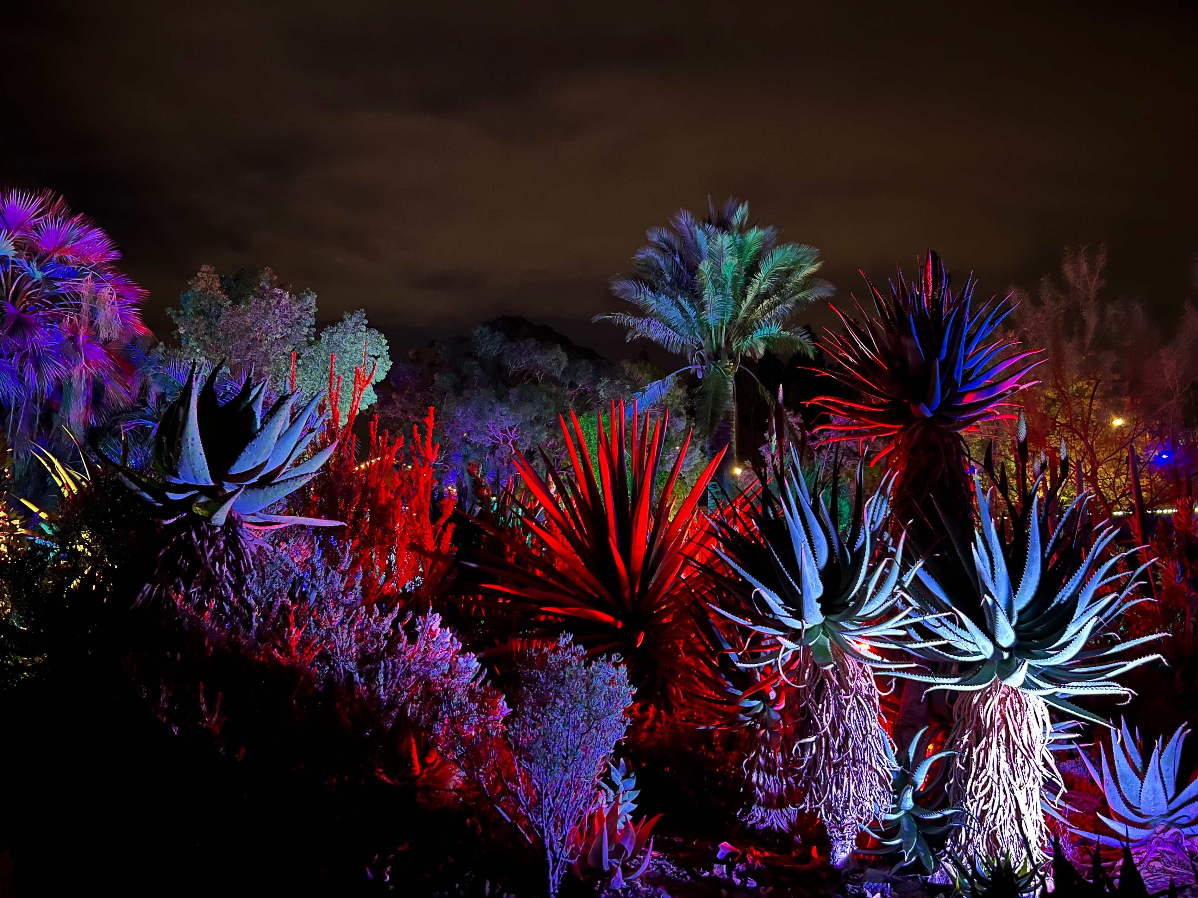A garden of palms is illuminated in green, purple and blue lights.