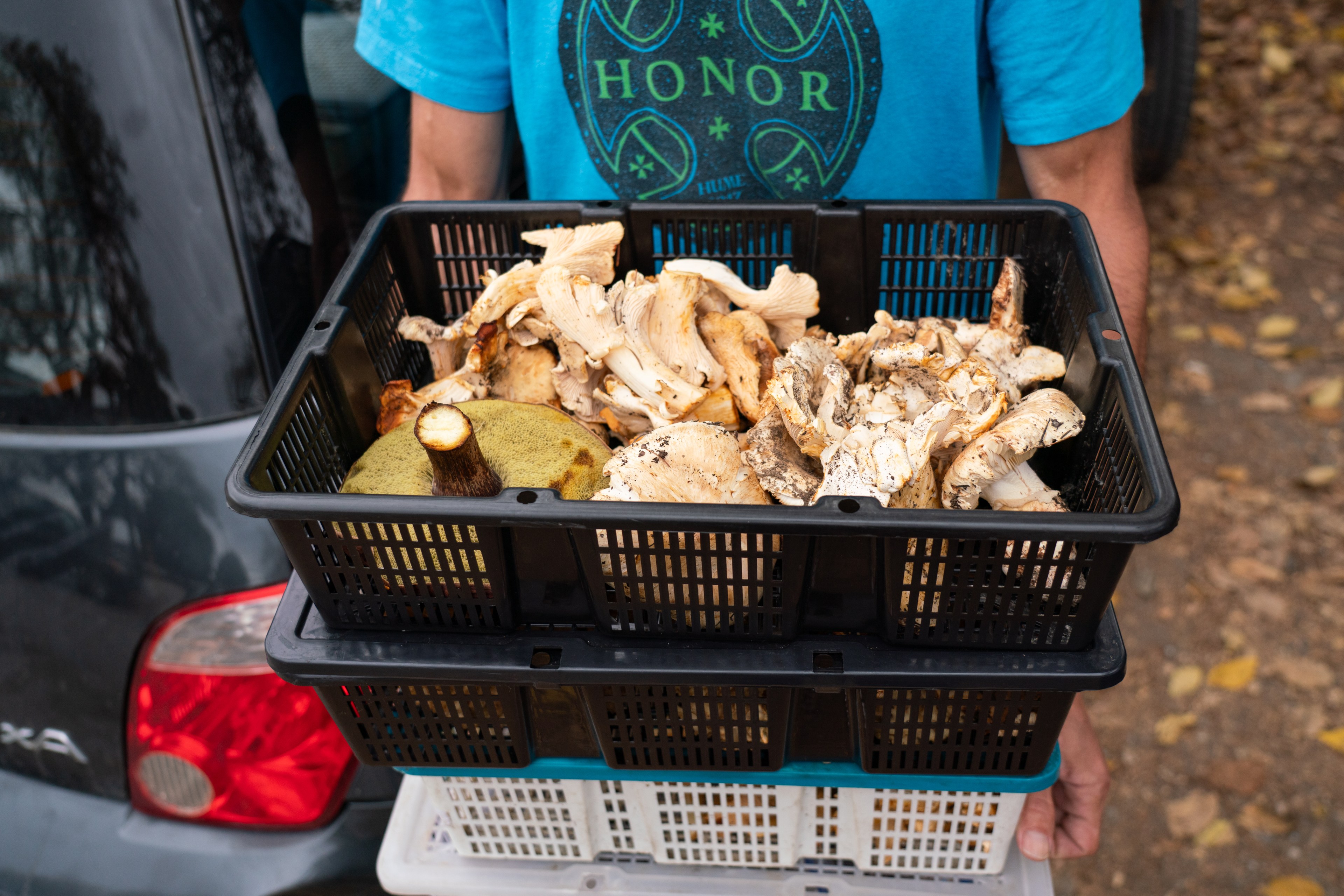 A person, cropped at the chest level holds a bin of wild mushrooms.