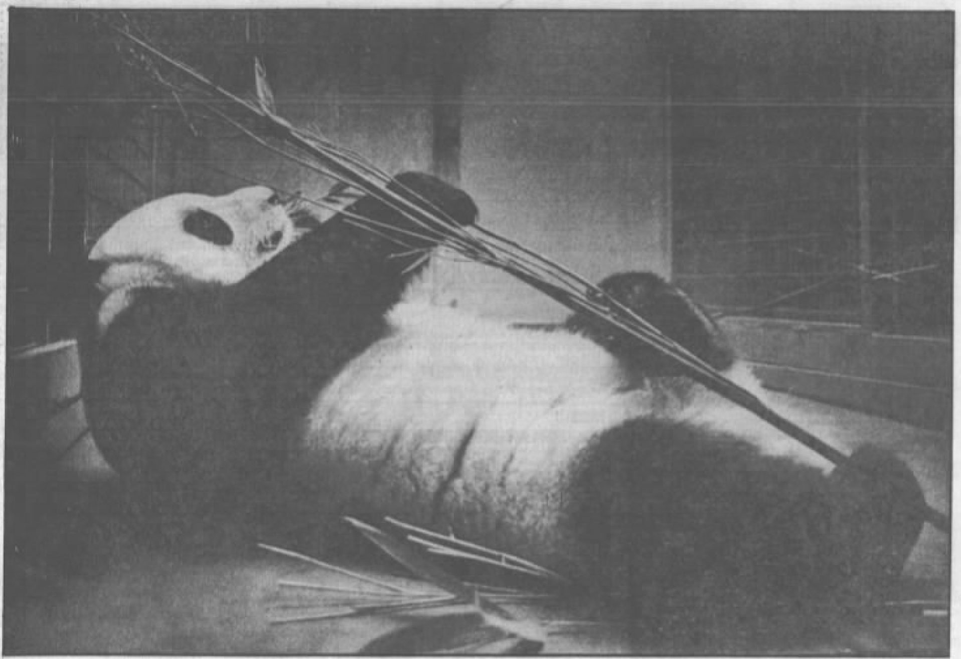 Giant panda reclines, chewing bamboo, in a zoo enclosure; image is monochromatic and grainy, like a newspaper photo.