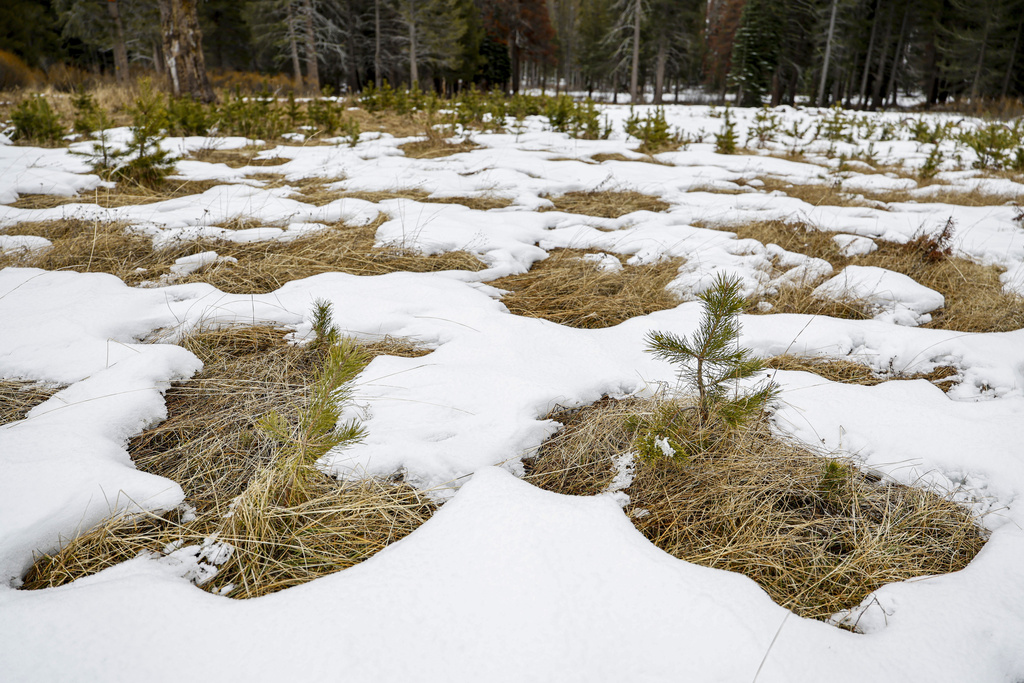 Sparse young pine trees emerge from a snow-dusted field with dry grass patches.