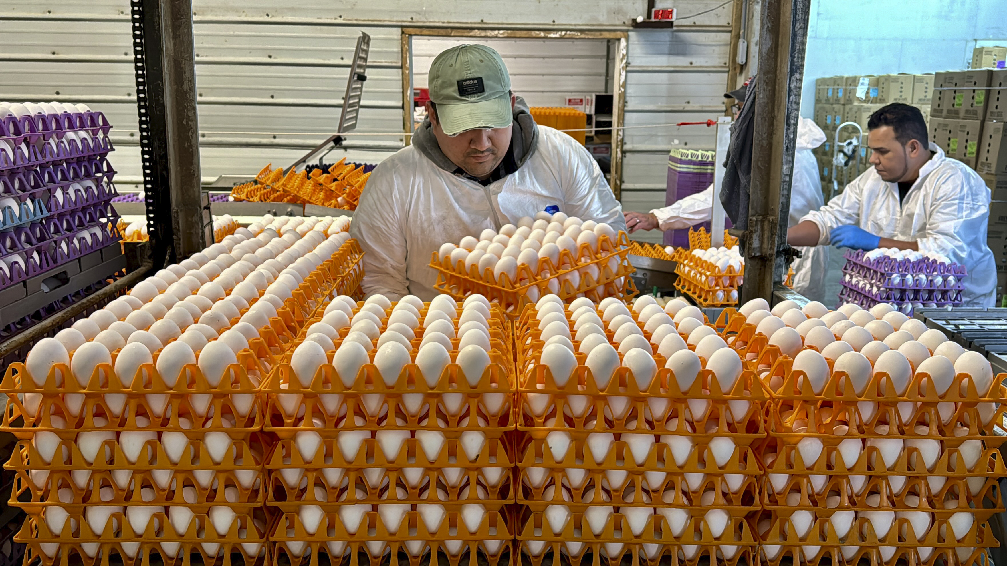 A worker moves crates of eggs