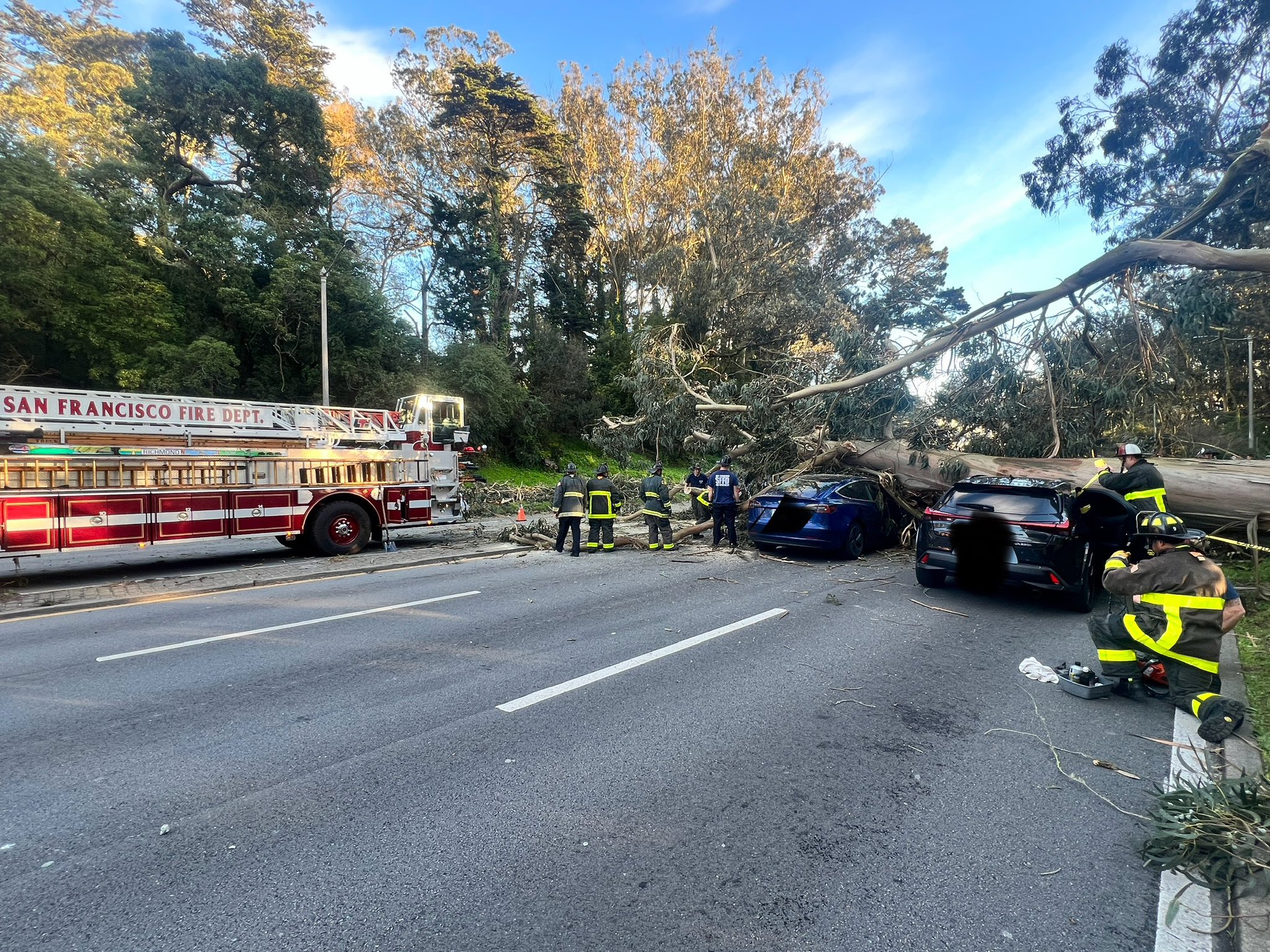 A large fallen tree across a road, with damaged cars and firefighters from the San Francisco Fire Dept on scene.