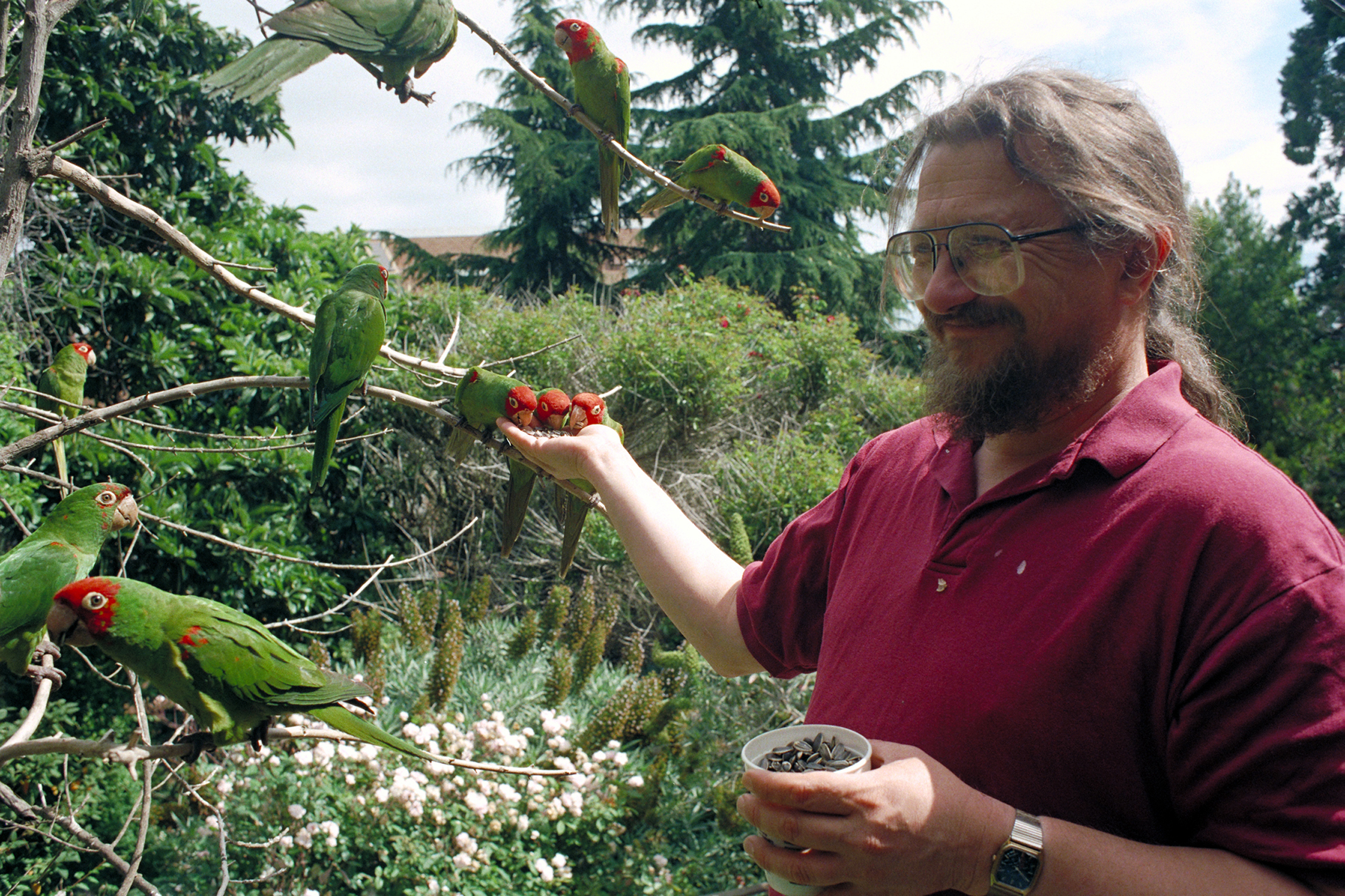 A man stands by a tree feeding parrots.