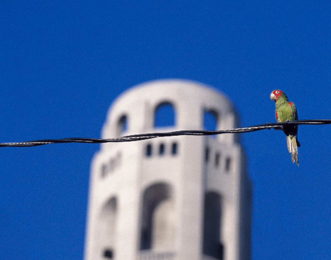 A parrot sits on an electric wire with a tower in the background.