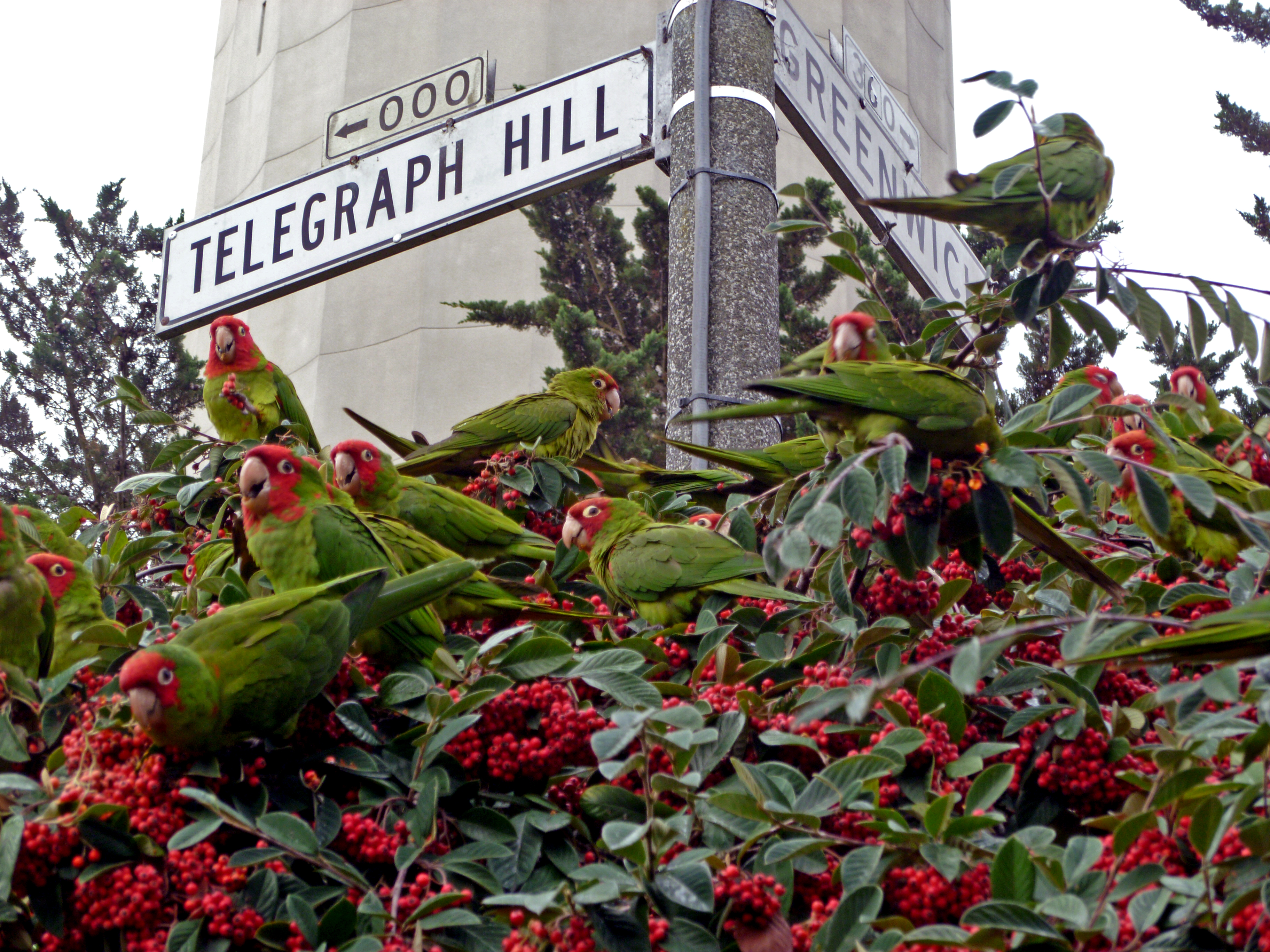 A group of parrots perches in a bush with the street signs labeled "Telegraph Hill" and "Greenwich" behind them.