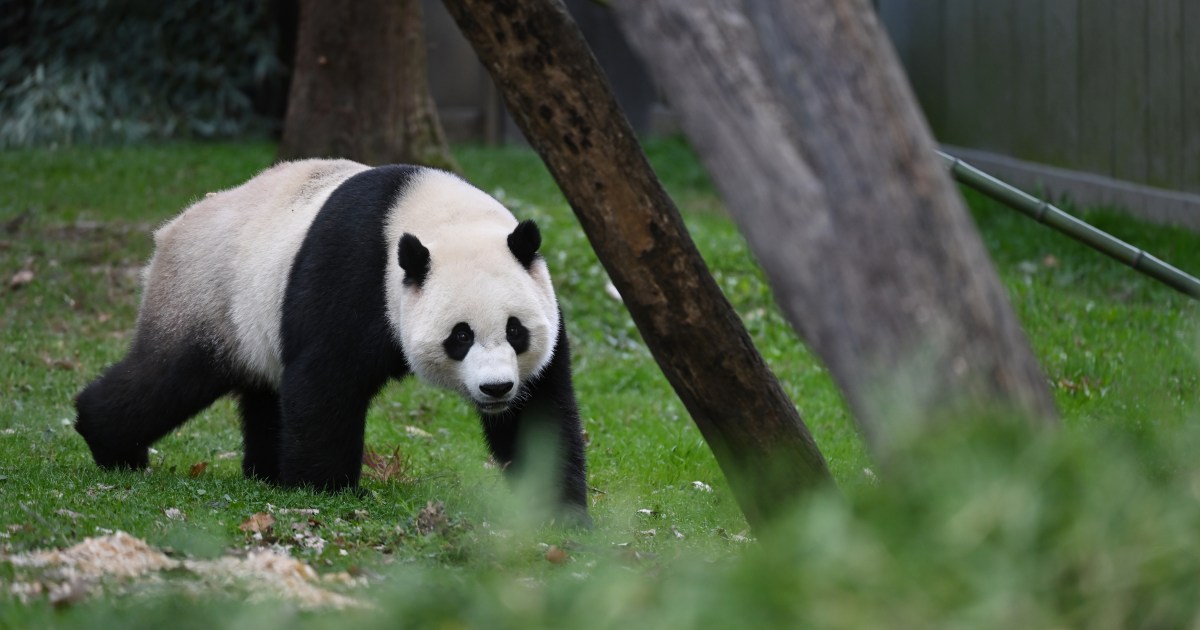 Pandas in San Francisco 1984 Zoo Exhibit Was a Smash Hit