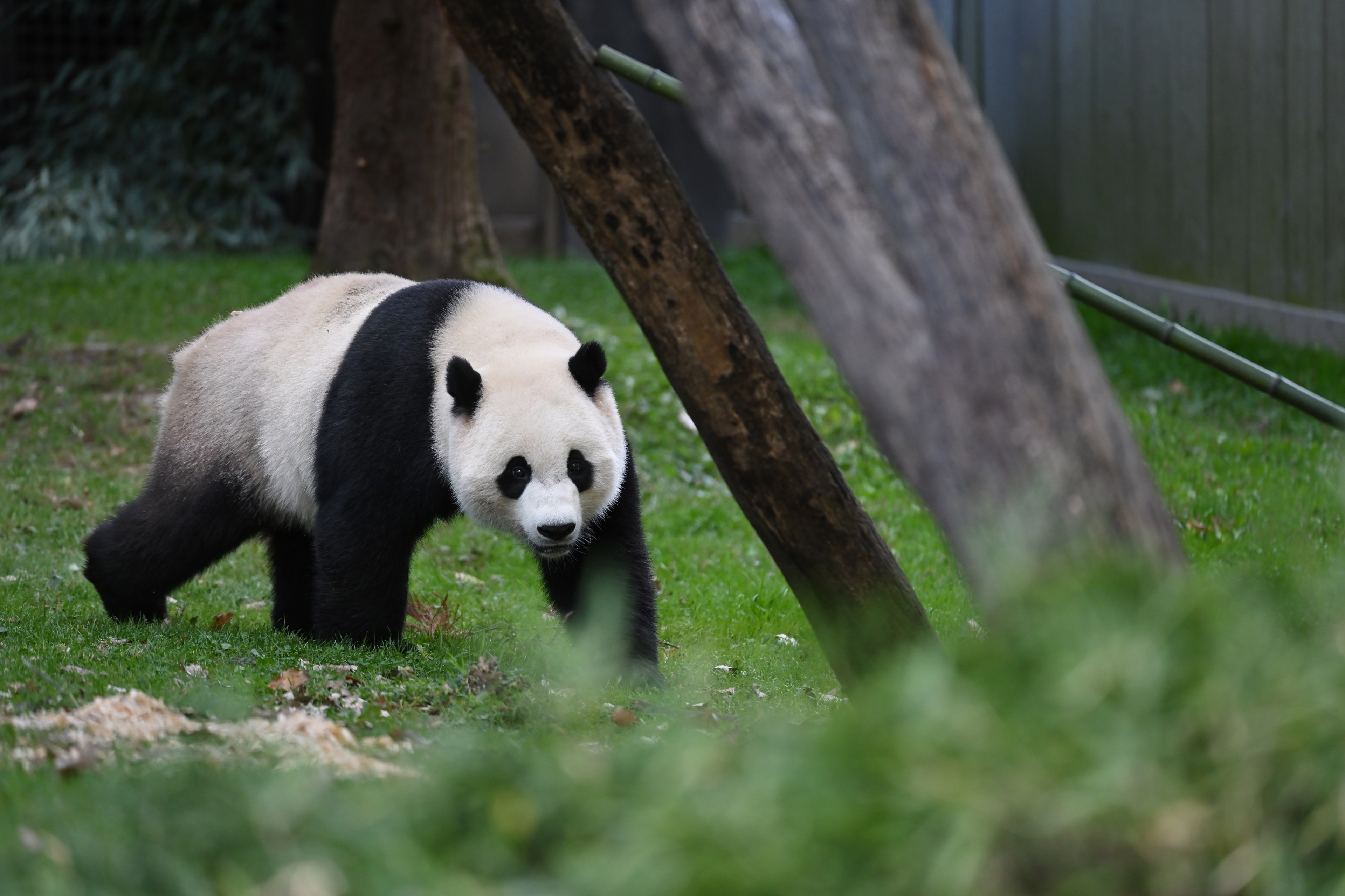 A giant panda walks through grass near wooden structures, looking toward the camera.