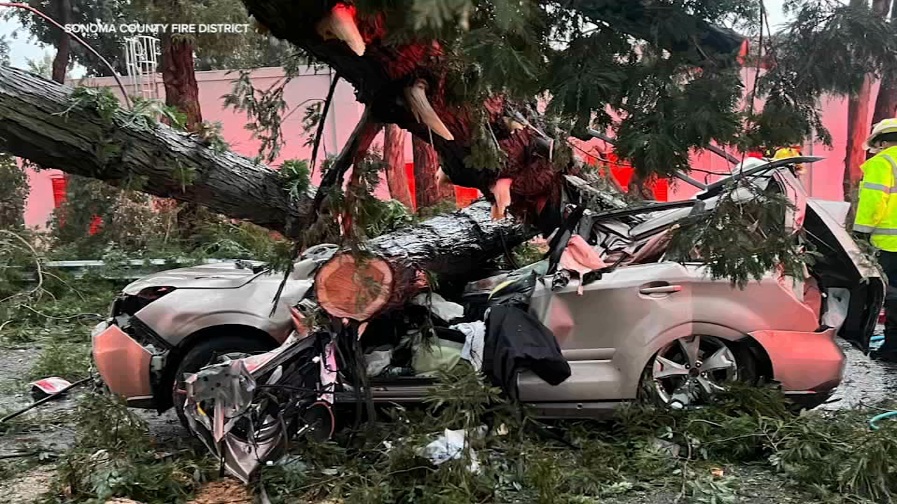 A car crushed by a tree. 