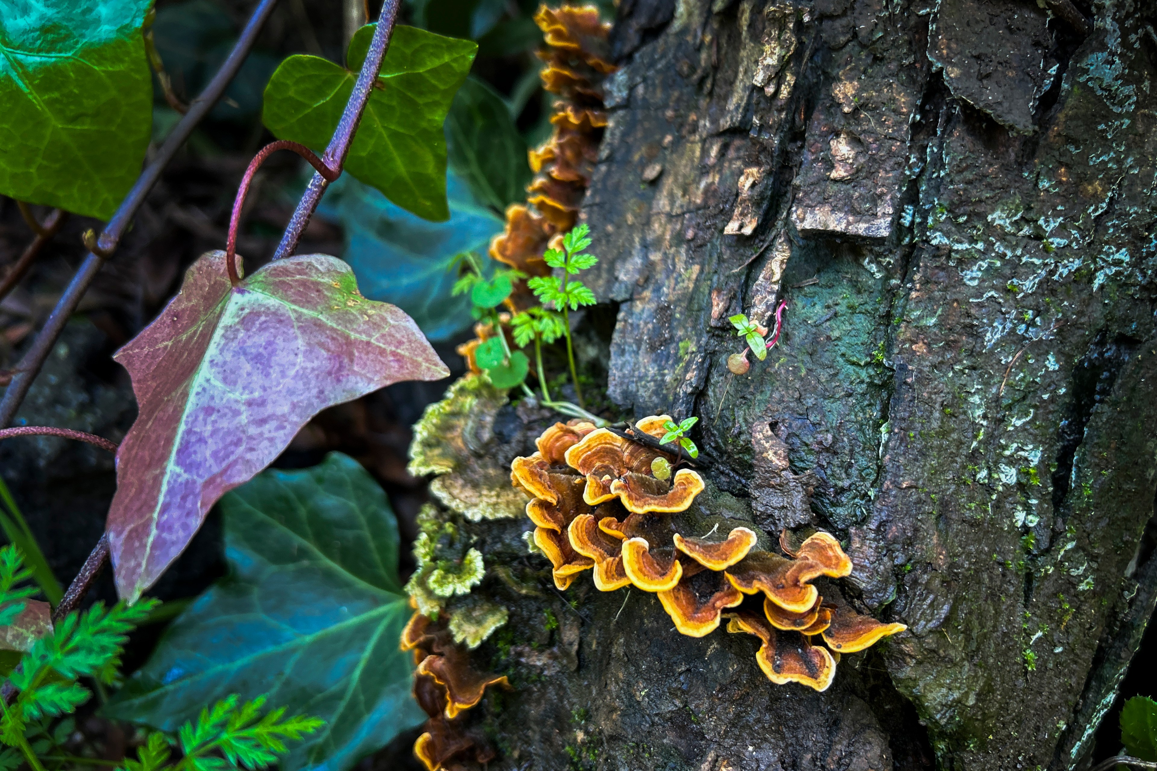 fringed yellow-and-brown mushrooms grow on on a log surrounded by leaves