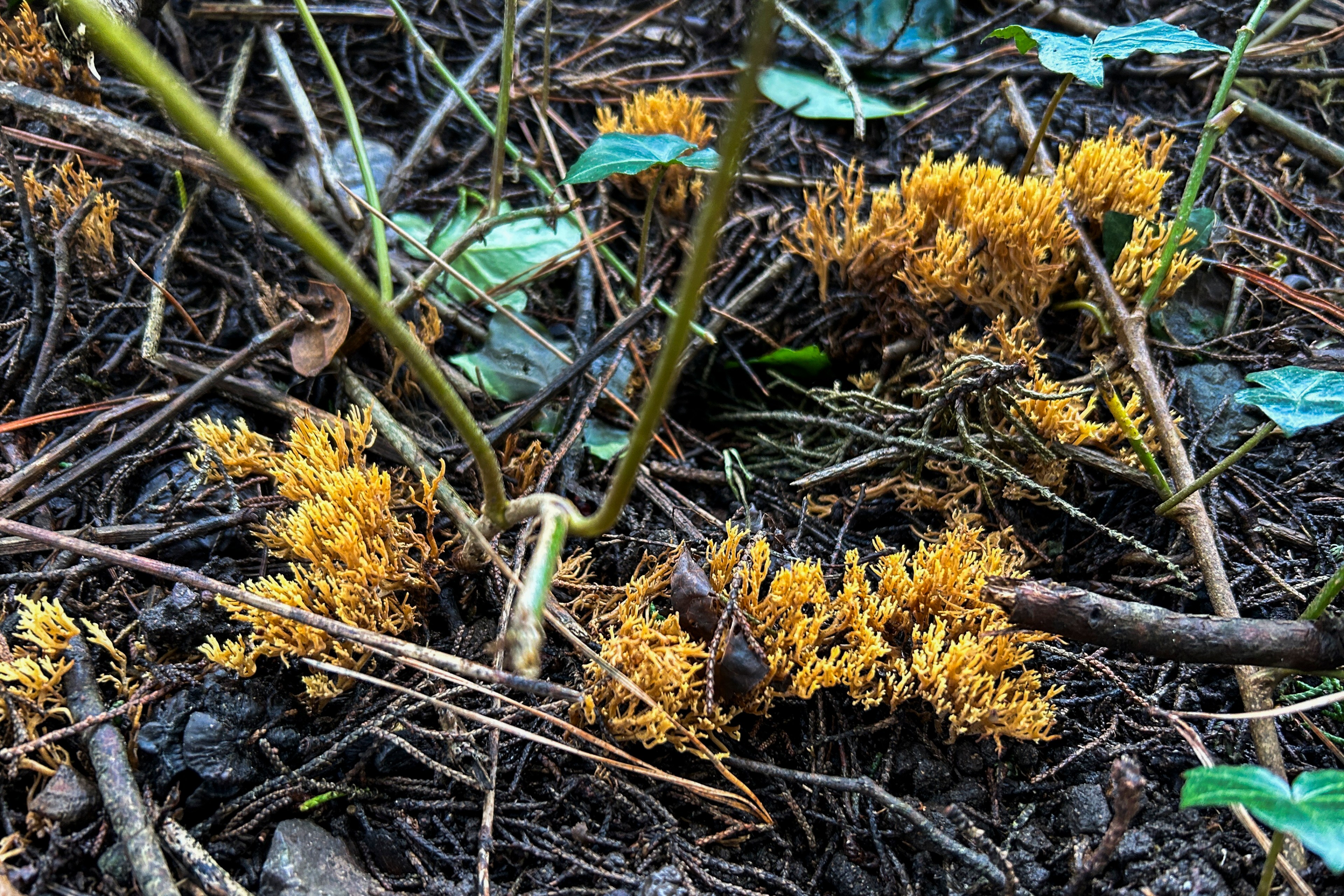 golden-colored coral mushrooms grow in patches on a forest floor