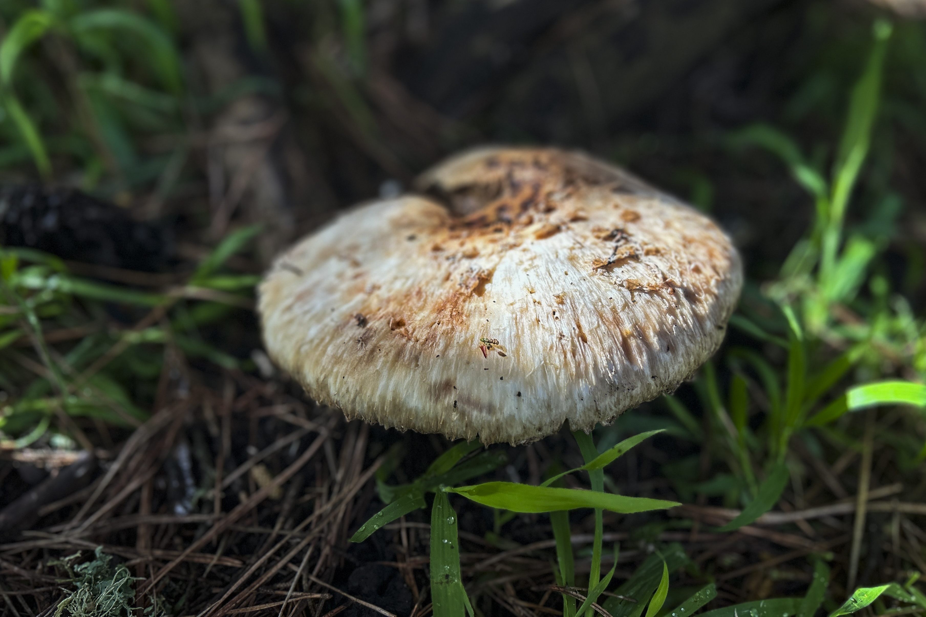 a large, white mushroom with brown markings sits half in shade 