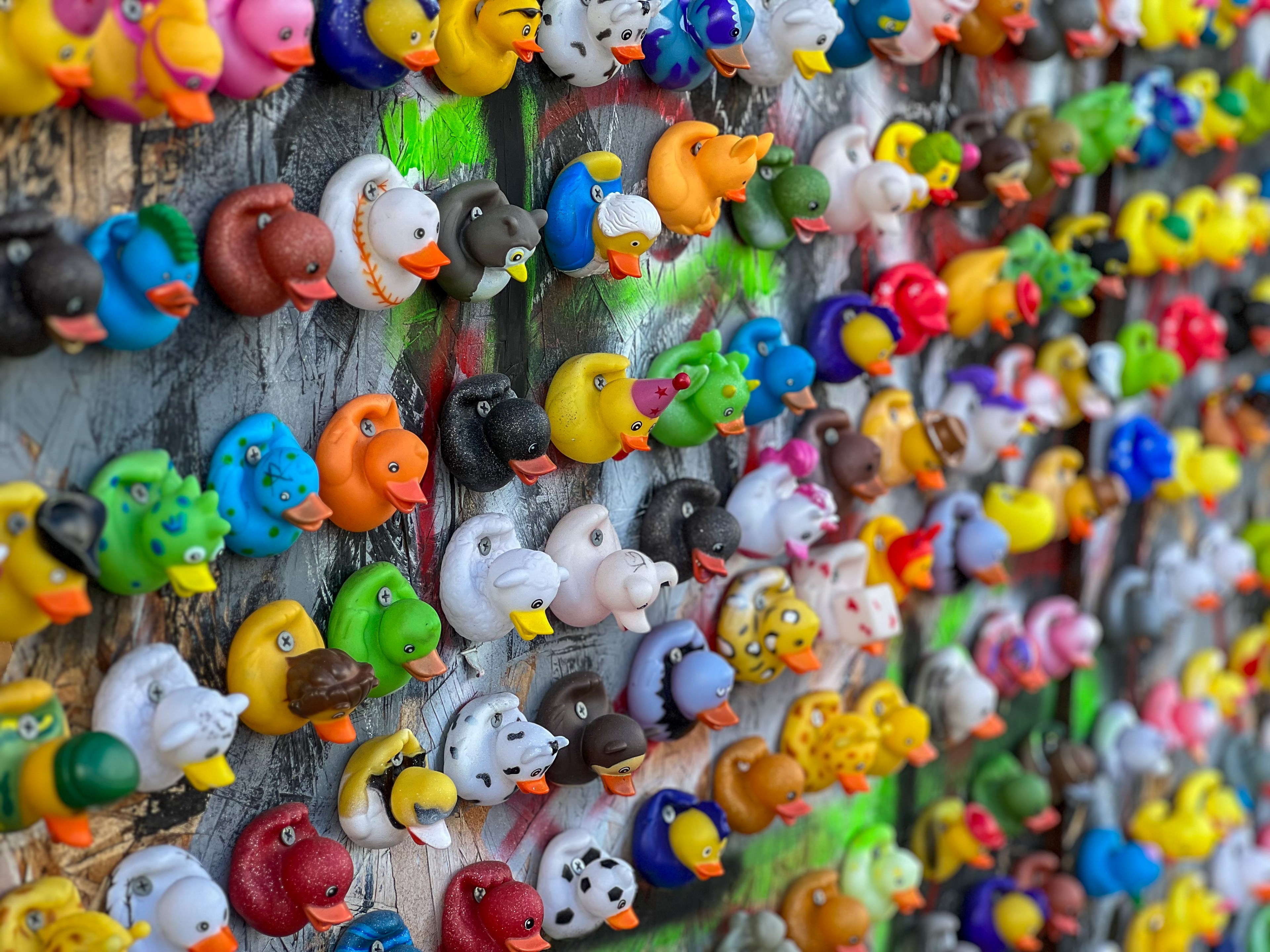 Assorted rubber ducks are featured on the Duck Wall, created by J.P. Kempt Barbershop owner Shorty Maniace, on February 8, 2024.