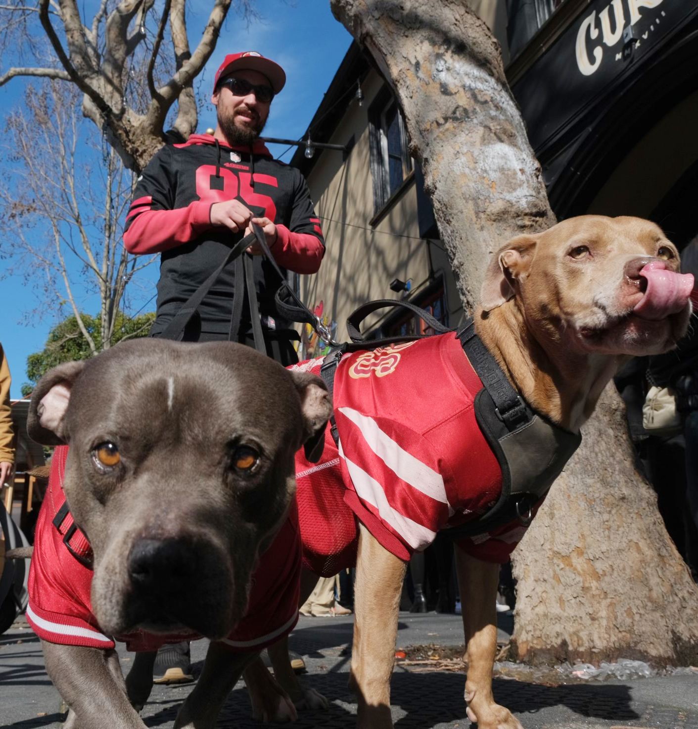 A 49ers fan in a black jersey walks two dogs in red jerseys