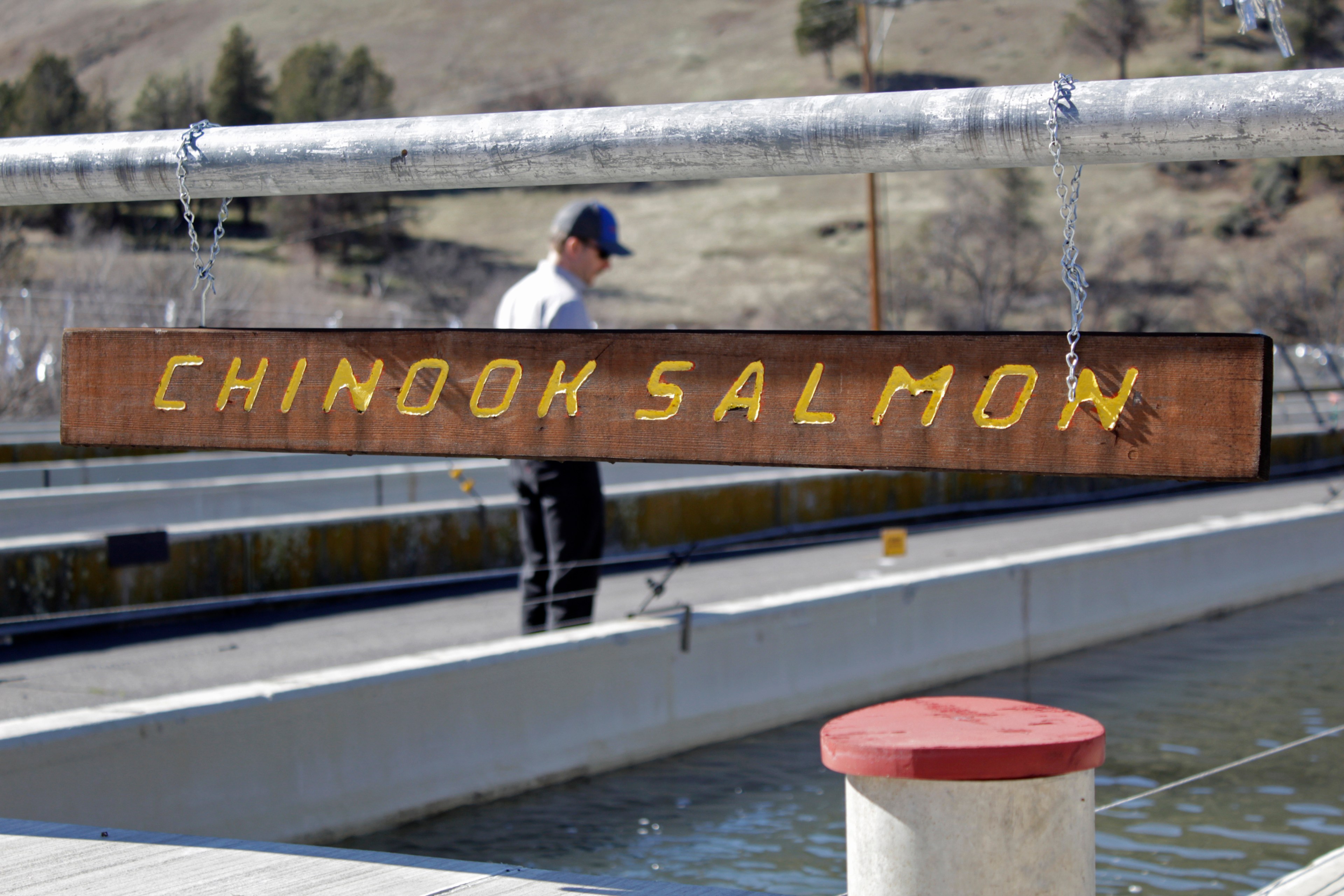 A wooden sign with the words Chinook Salmon hangs above an outdoor water tank with a man in a cap and a brown hillside in the background
