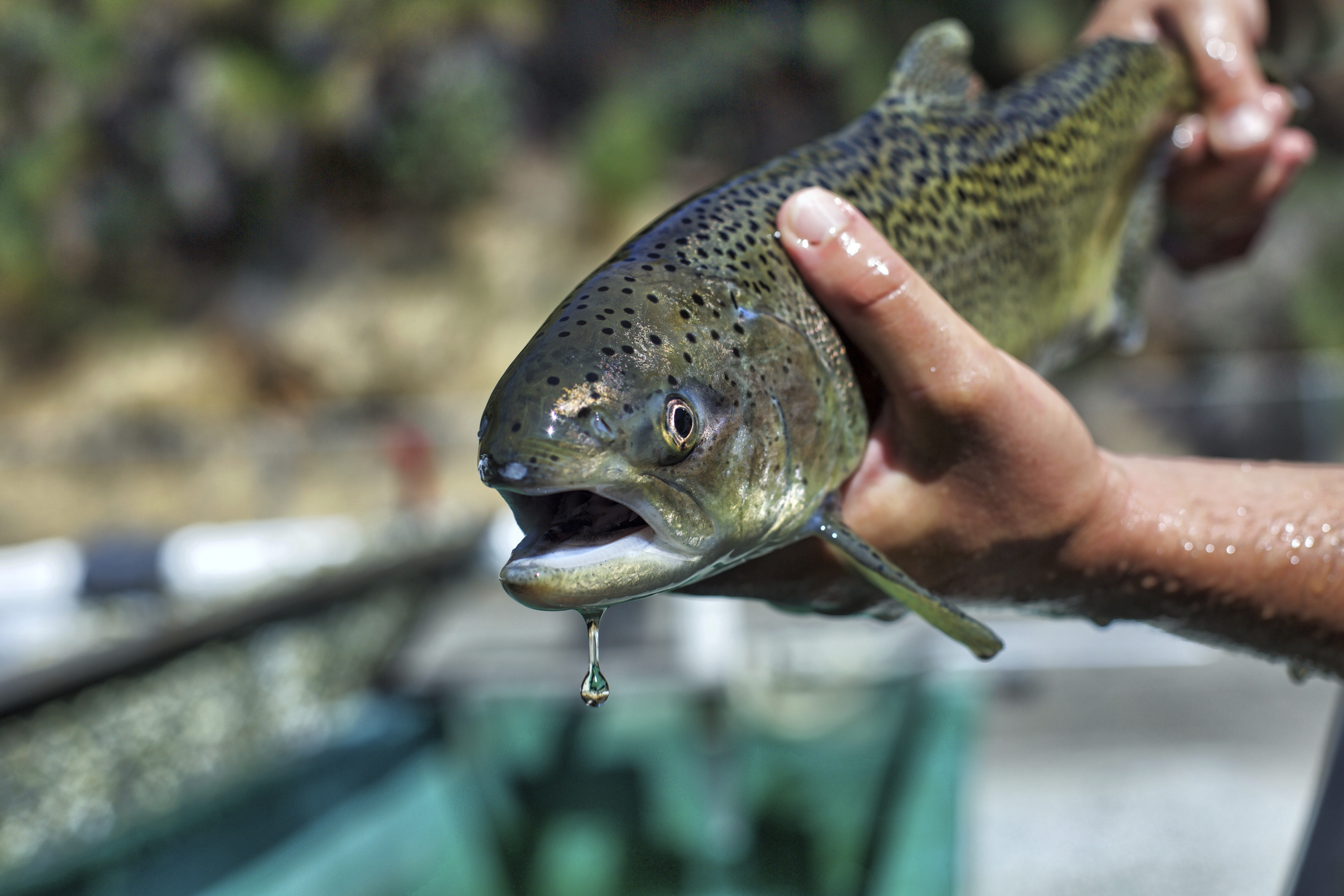 A person holds up a green and brown speckled fish with its mouth open