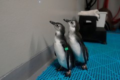 Two baby penguins