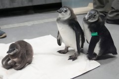 Three baby penguins