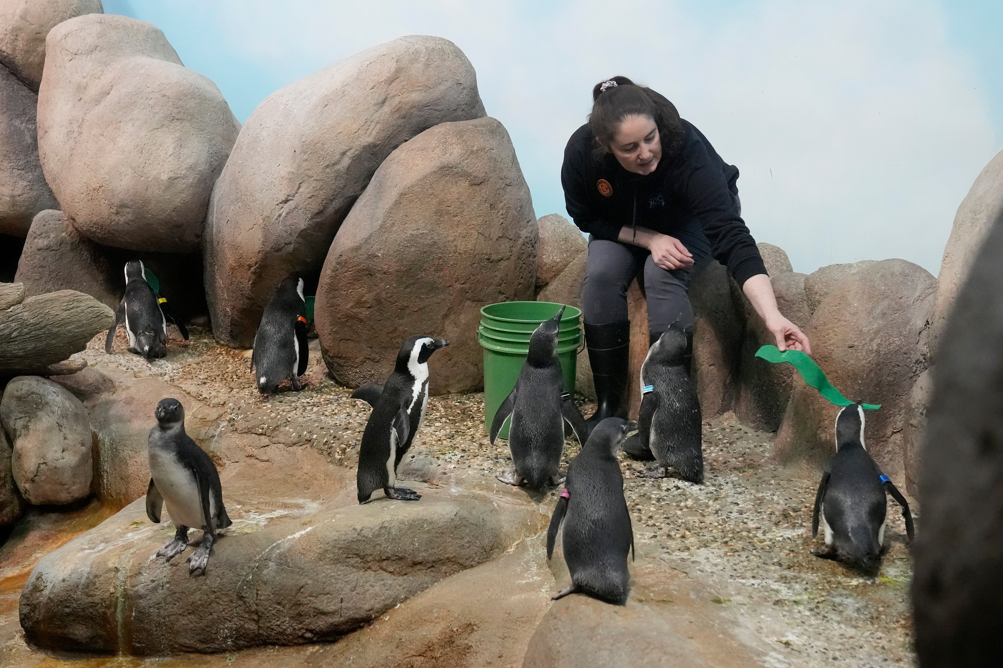 A woman sitting on rocks feeds a gaggle of baby penguins