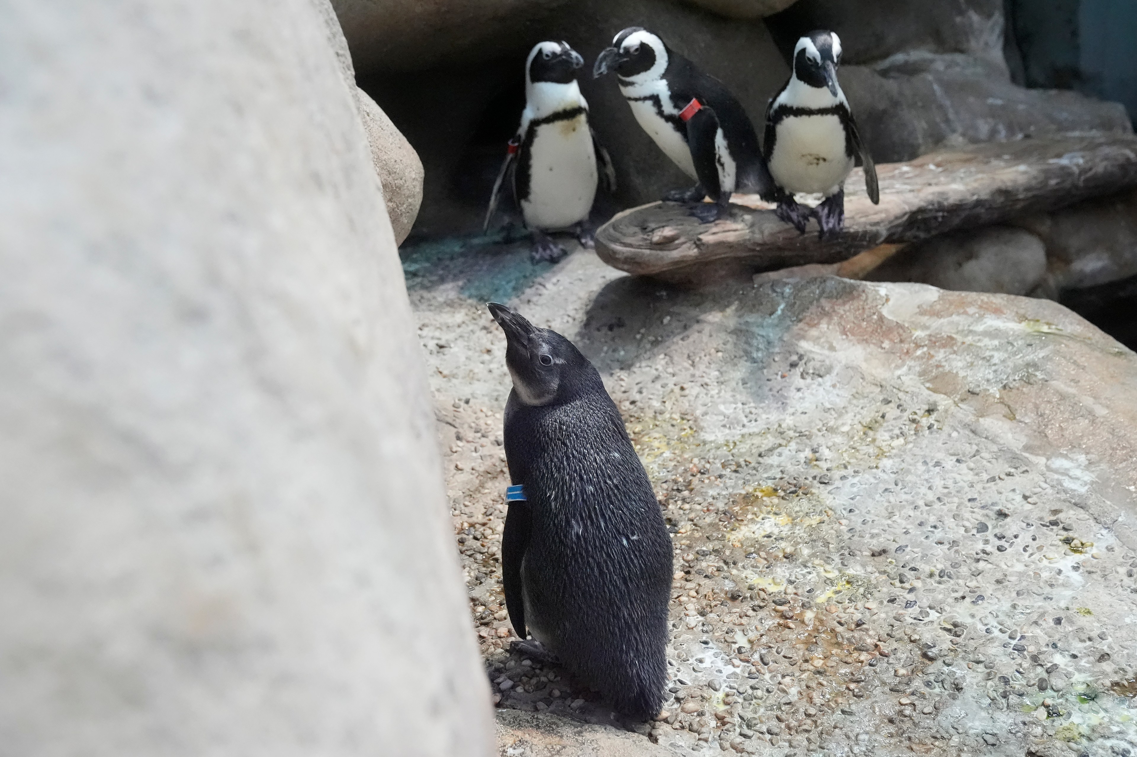 Four baby penguins