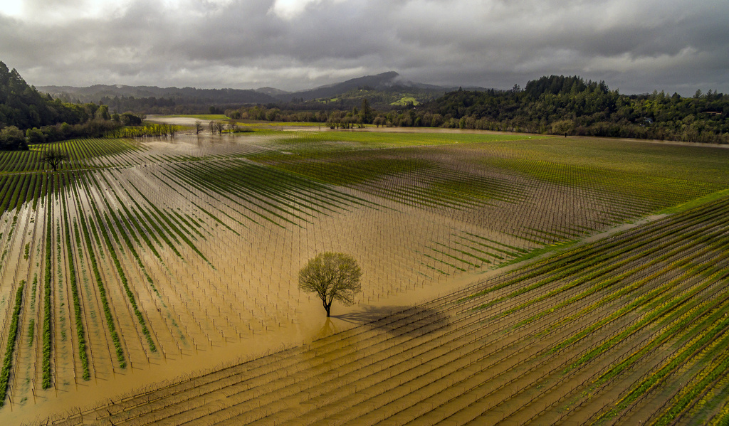 A flooded vineyard with neat rows of vines, a solitary tree stands in water under cloudy skies.