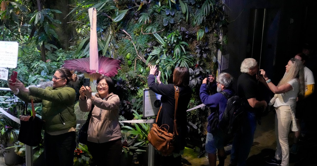 Crowds line up to see—and smell—corpse flower at San Francisco museum