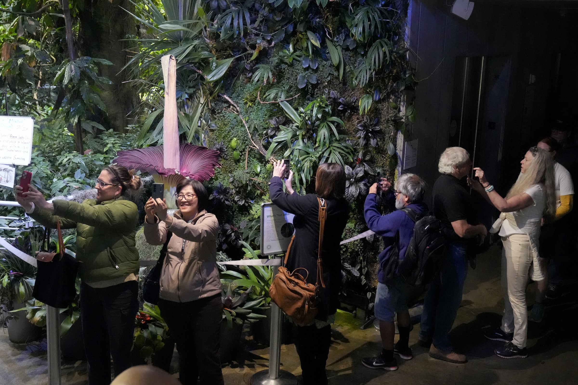 People are gathered around and taking photos of a large, unusual flower with a tall, central spike surrounded by lush green foliage.