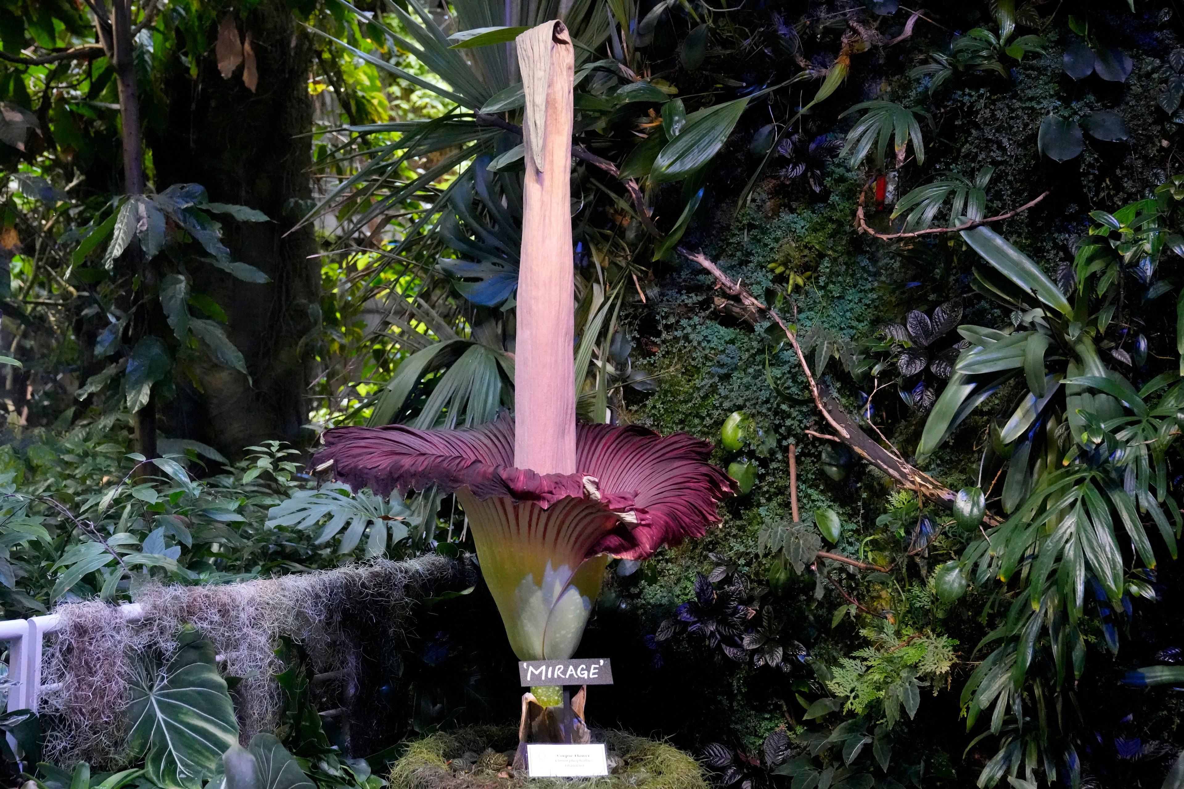 A large purple pink flower in front of green vegetation