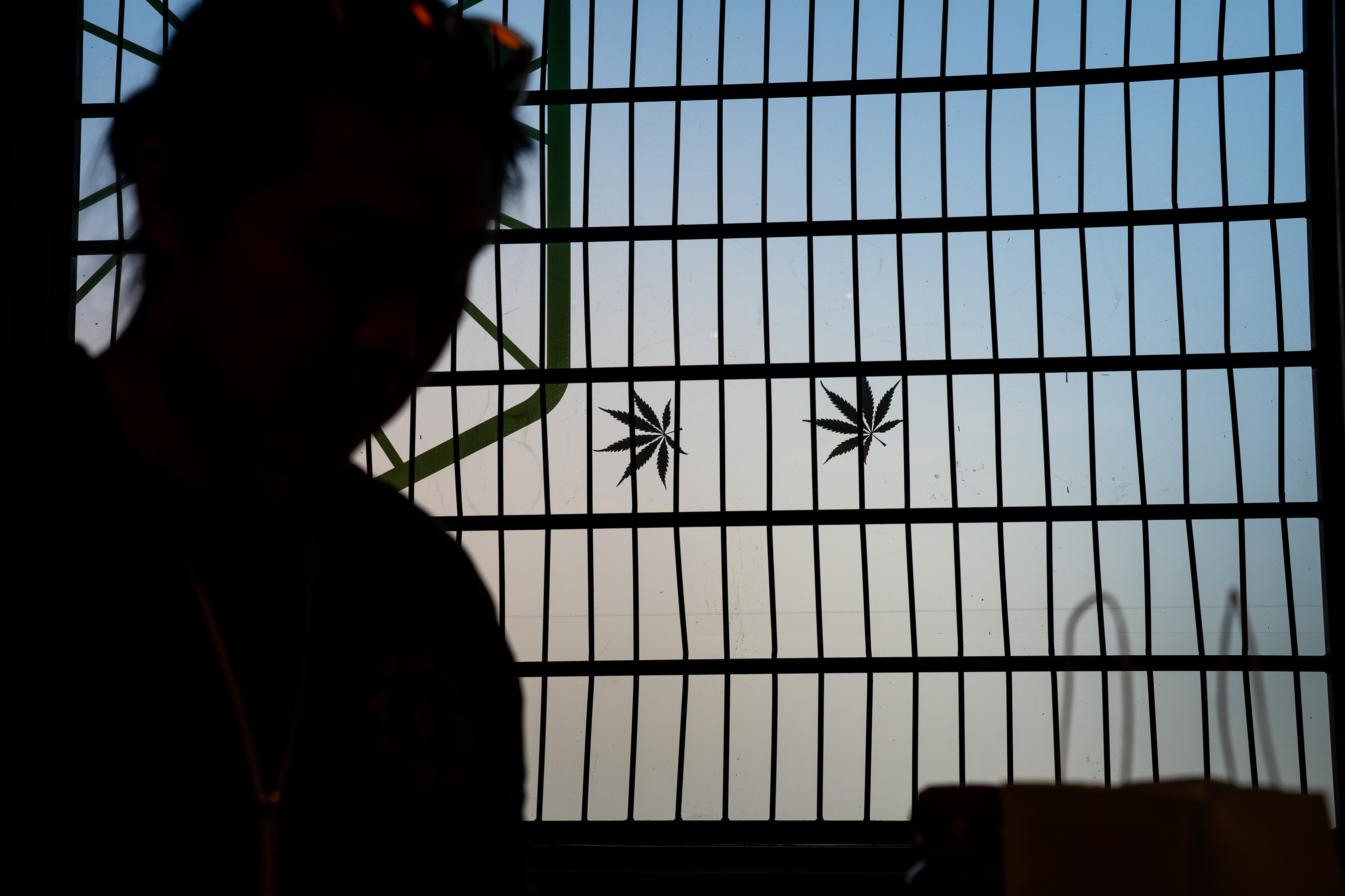 Cannabis leaves hang silhouetted on a window