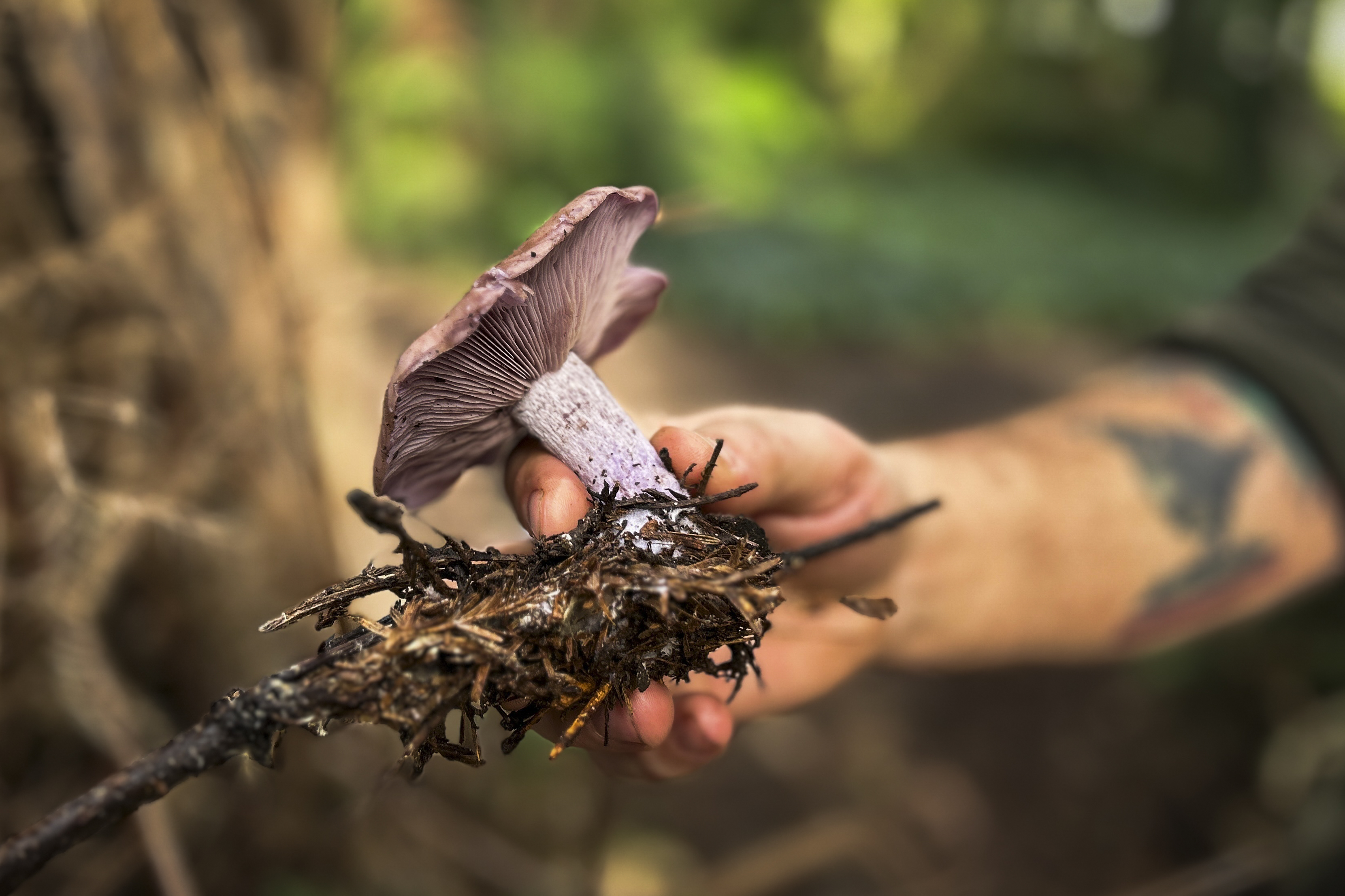 a white man's tattooed forearm is seeing holding a large, dirt-encrusted purple mushroom in a forest