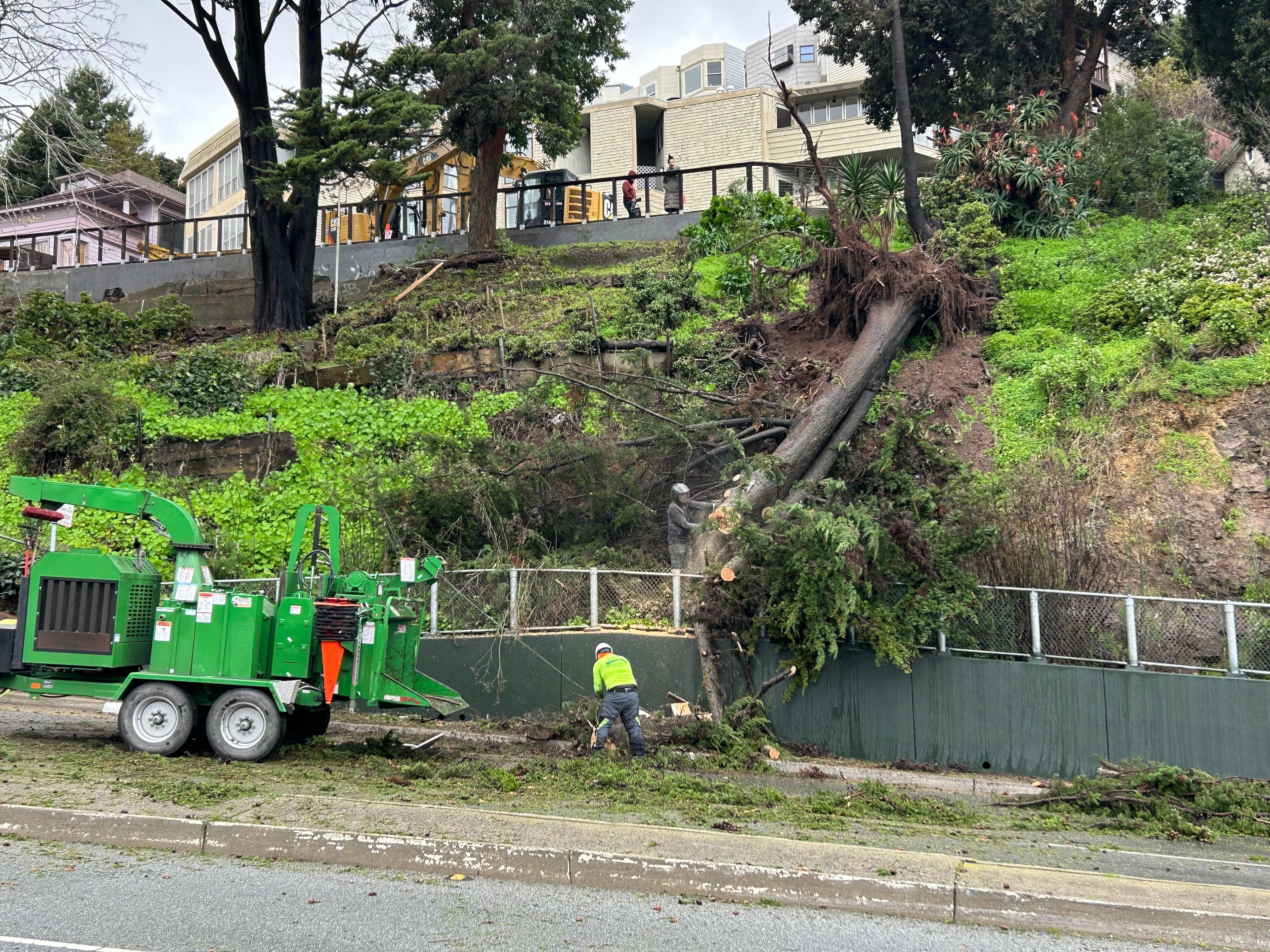 A worker dismantling a fallen tree. 